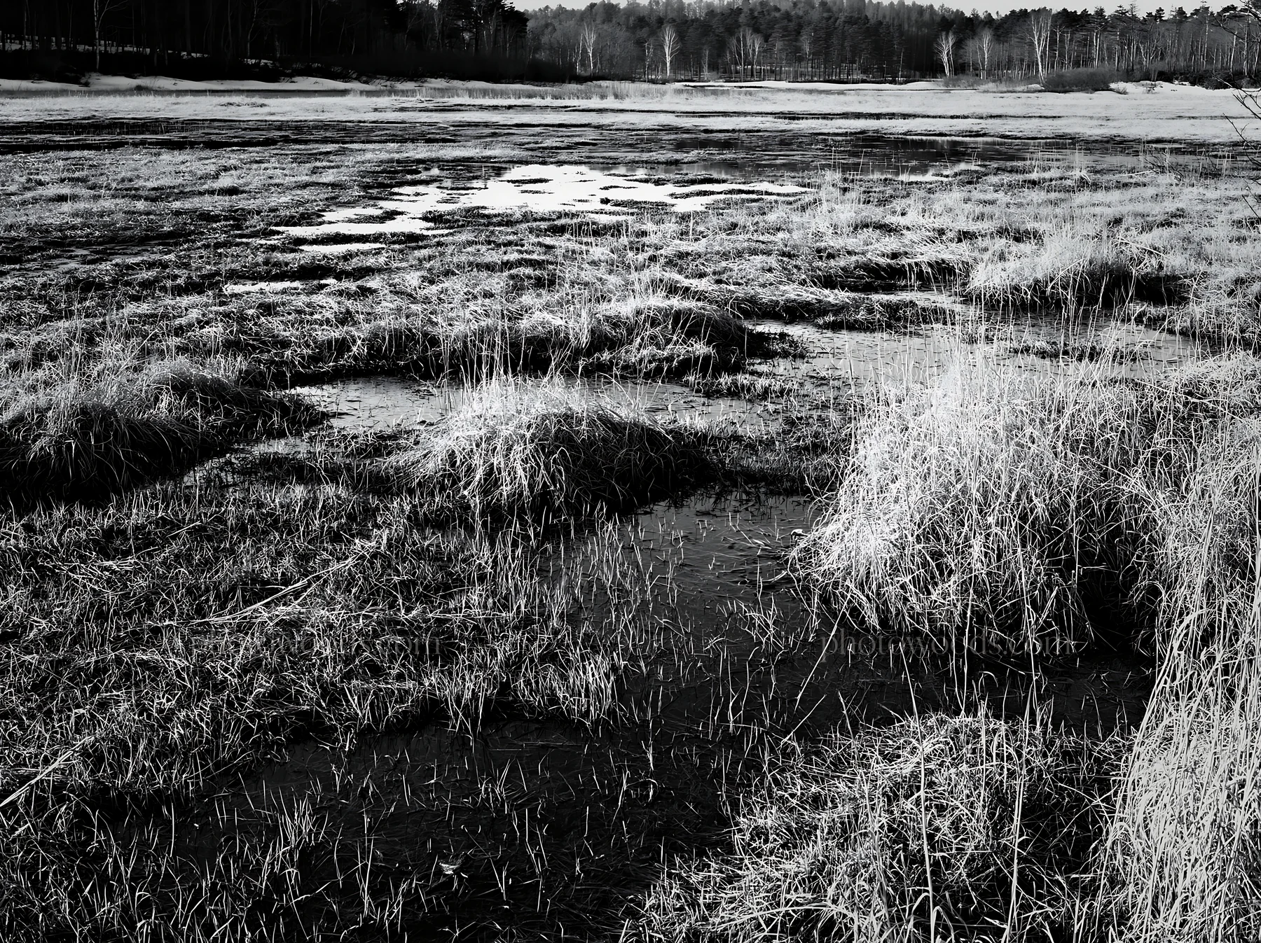 Akita snowmelt meadow with silver grasses during spring season - AI-generated stock image