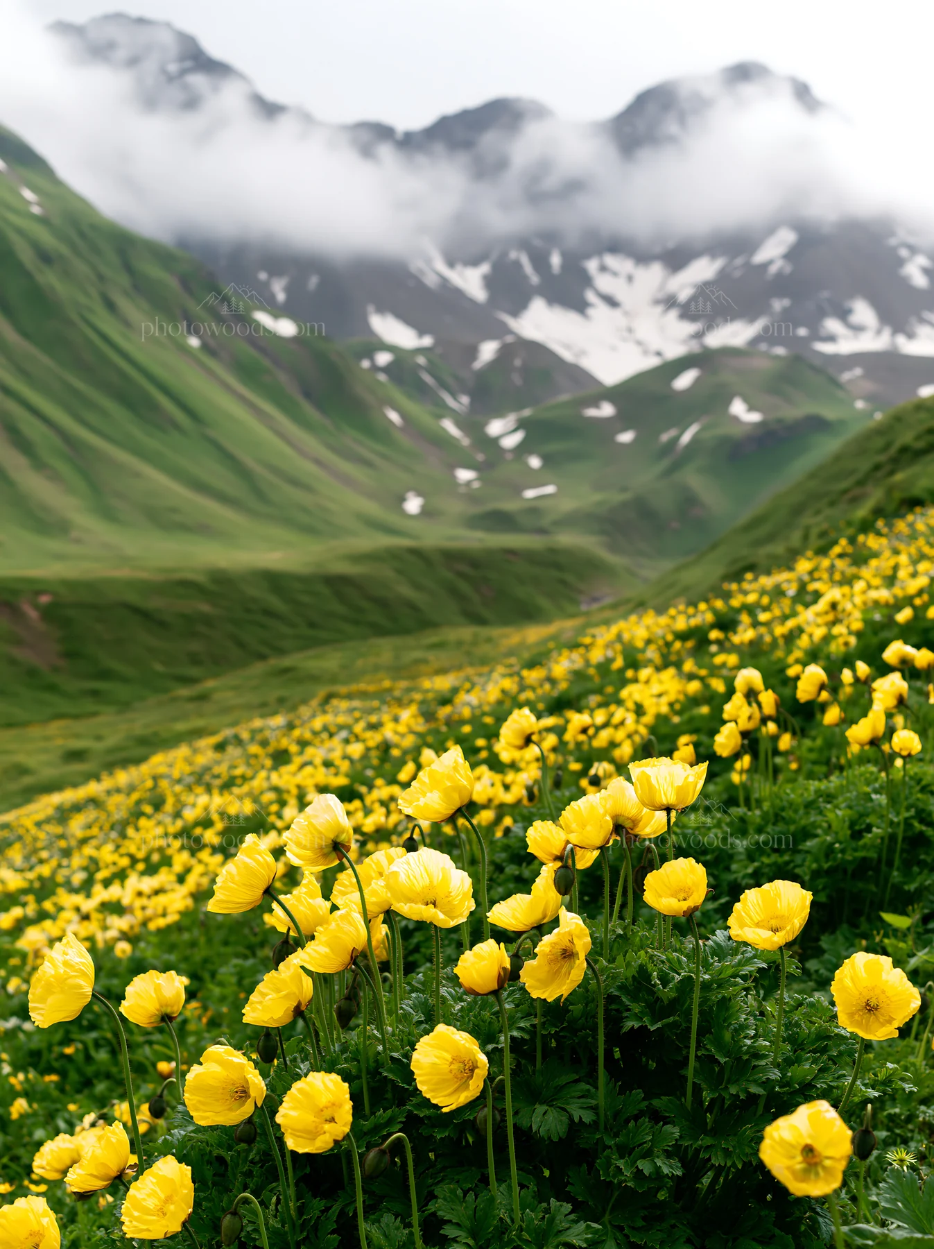 Swiss alpine meadow with yellow poppies and mountain backdrop - AI-generated stock image