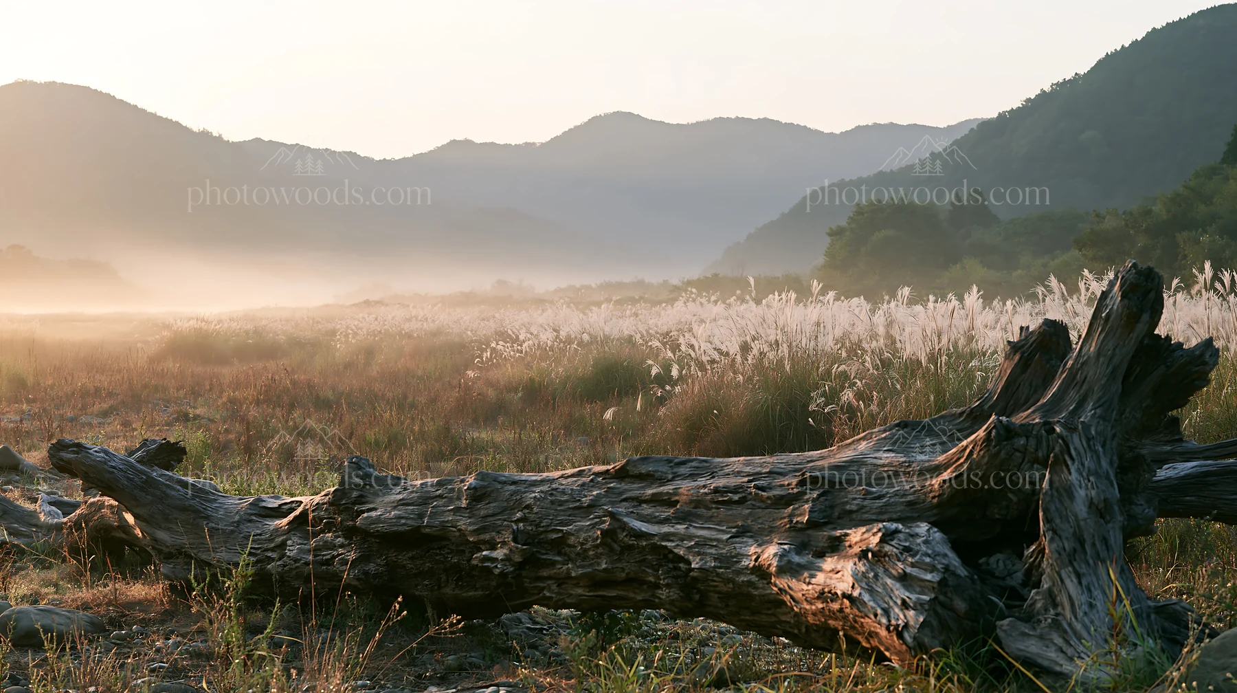 Wakayama autumn meadow with weathered wood foreground - AI-generated stock image