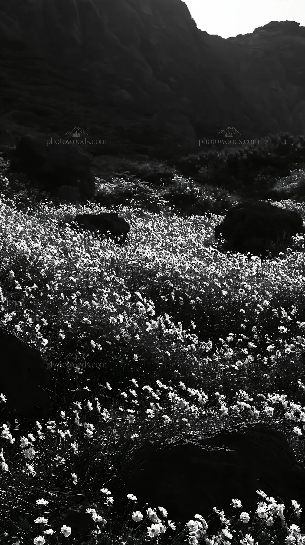 Yamanashi regenerative meadow with basalt stones and flowers - AI-generated stock image