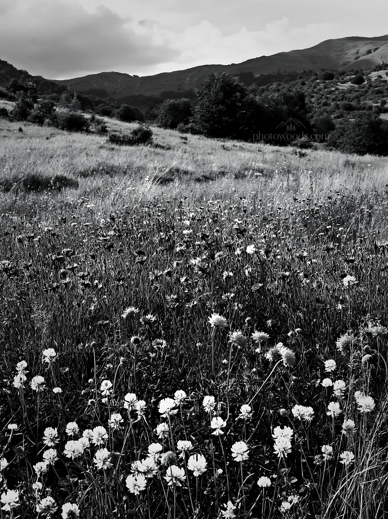 Clover and cornflower meadow under cloudy sky in the hills - AI-generated stock image