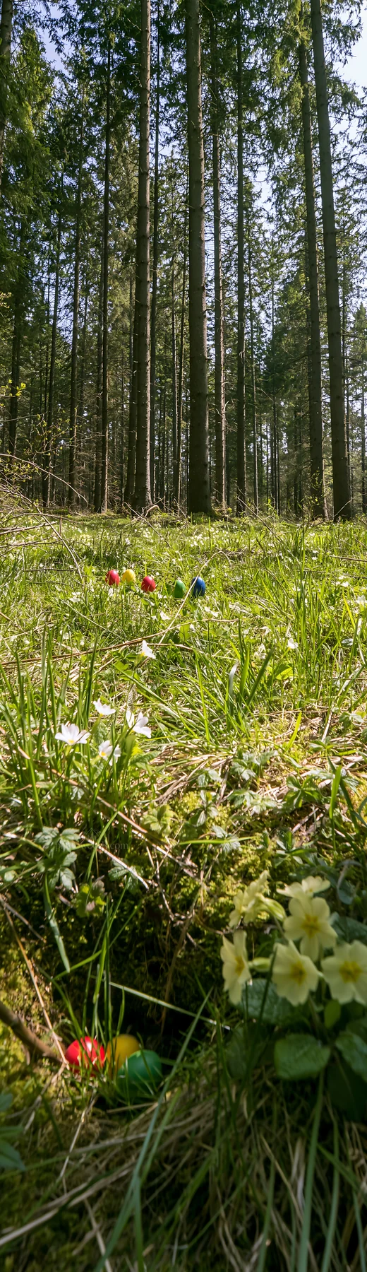 Spruce forest meadow with wildflowers under bright sunlight - AI-generated stock image