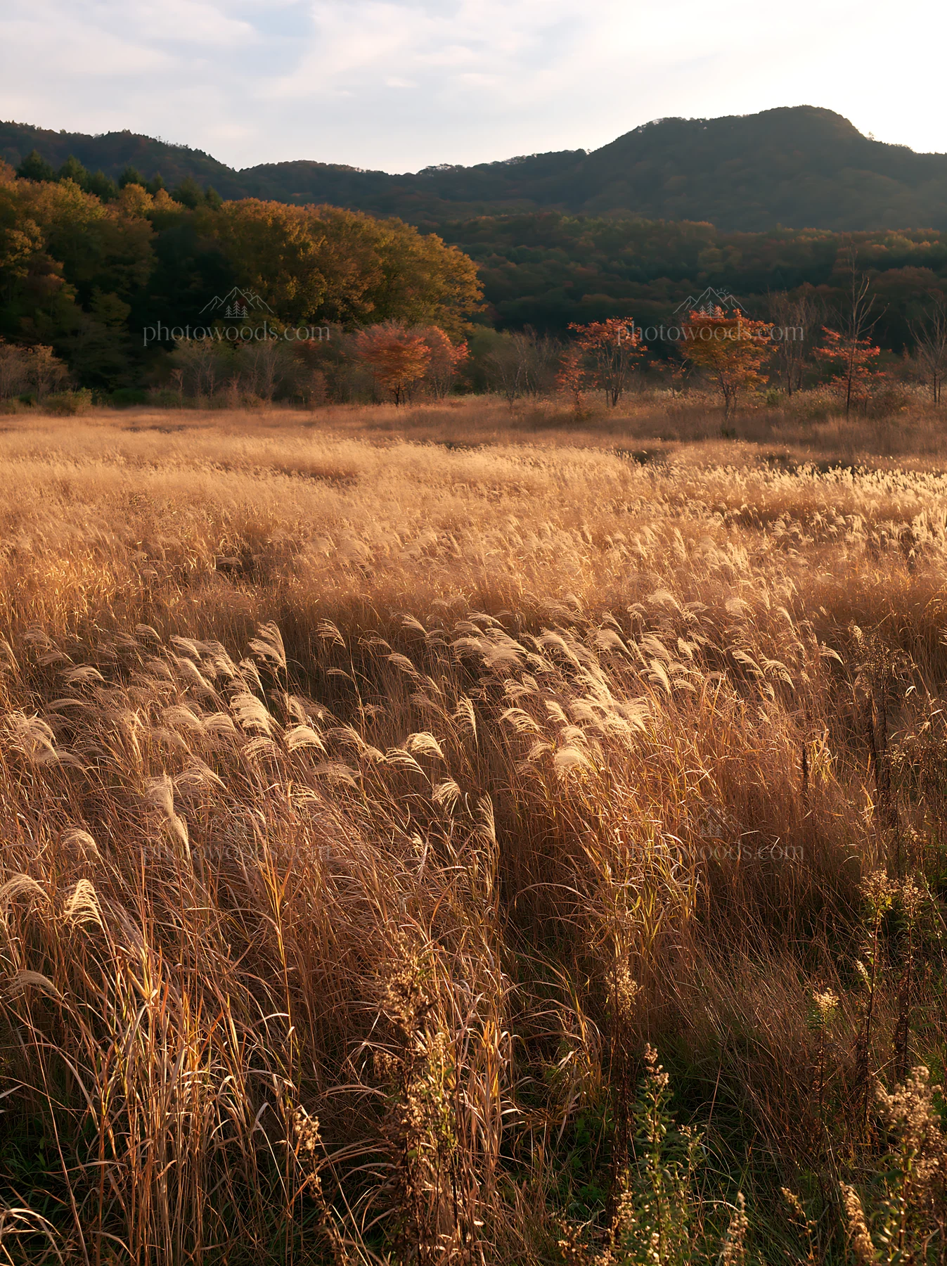 Aichi restored meadow autumn seedheads foreground in sunlight - AI-generated stock image