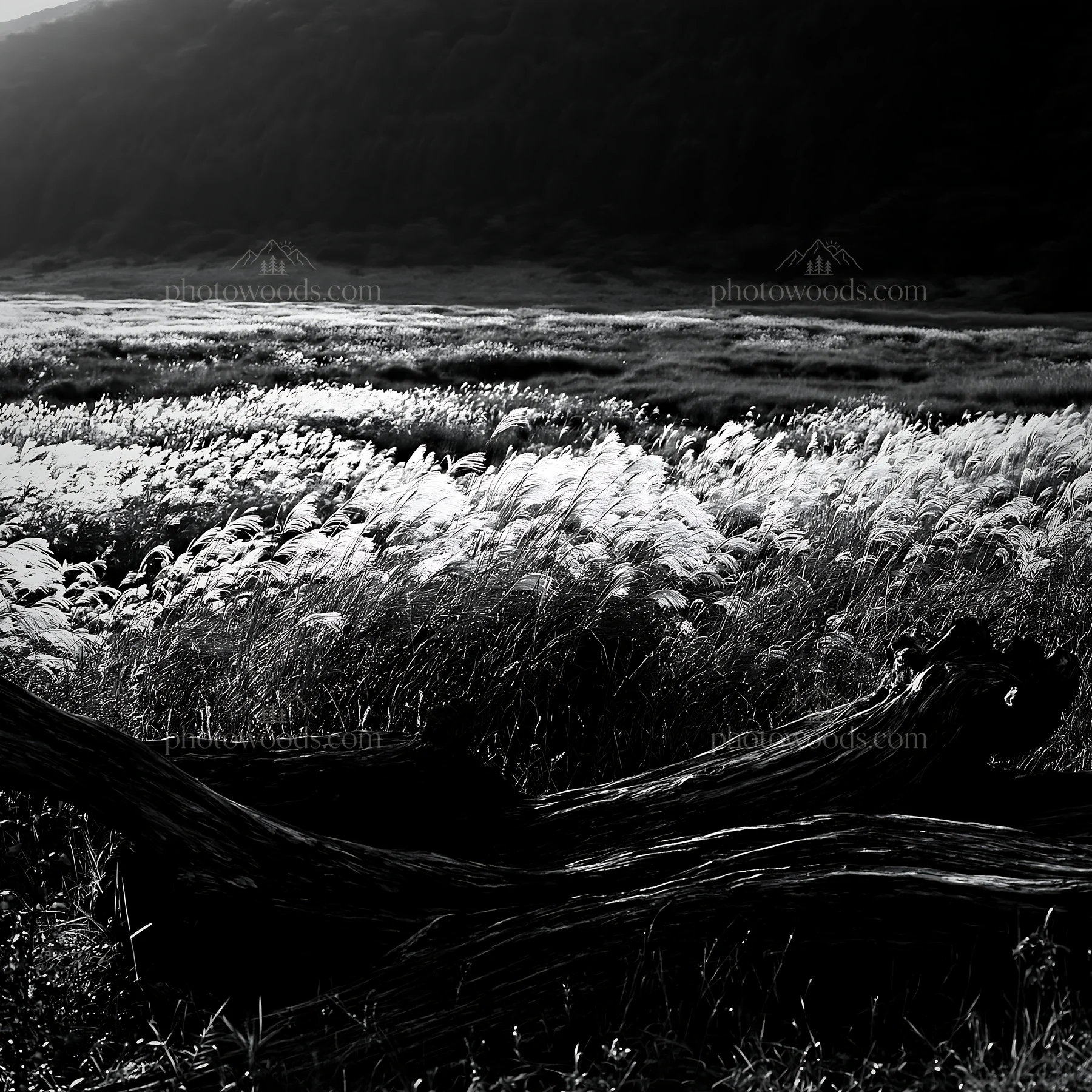 Wakayama autumn meadow with weathered wood in foreground - AI-generated stock image
