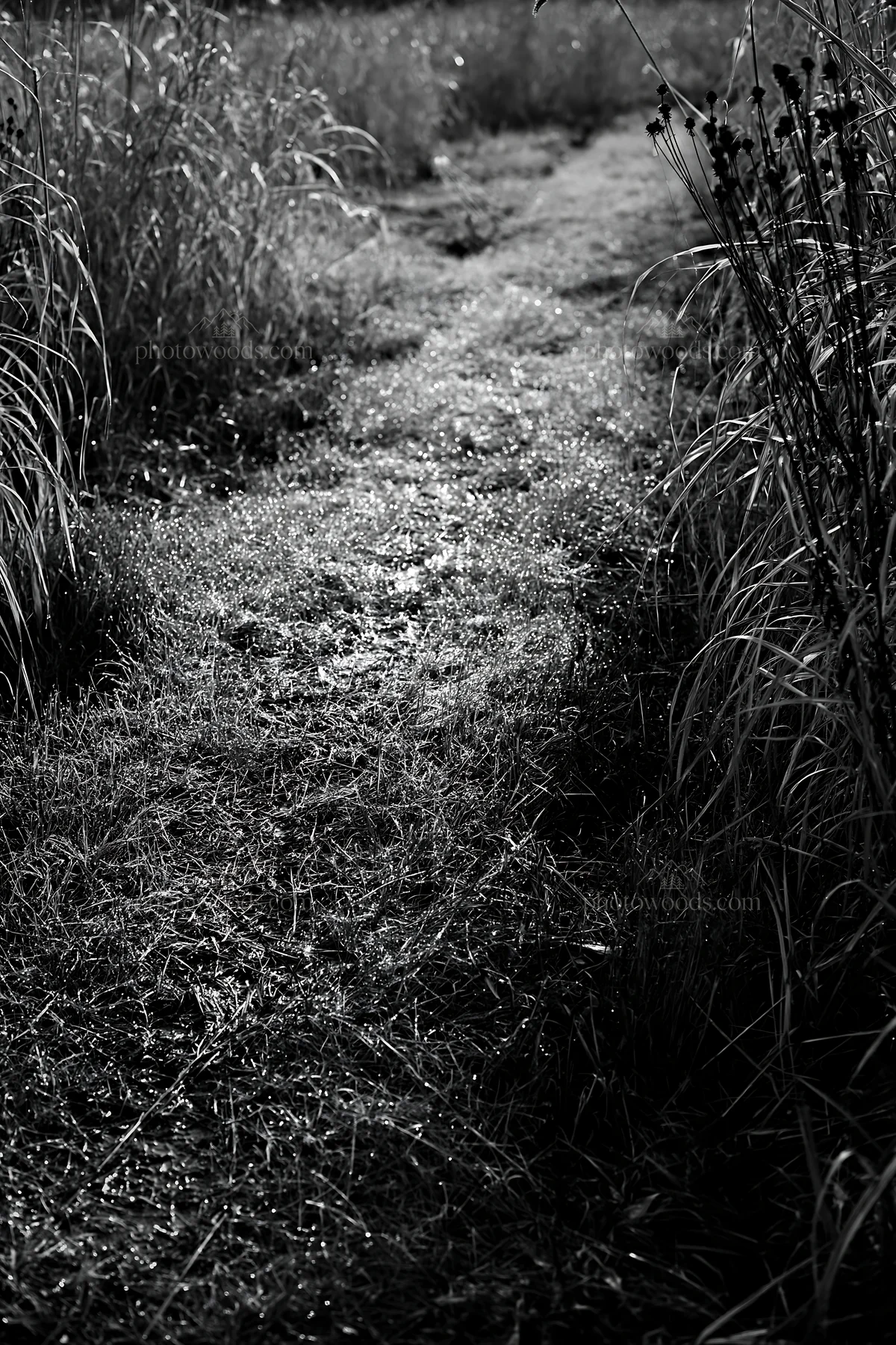Black and white niigata floodplain restoration meadow dew foreground - AI-generated stock image