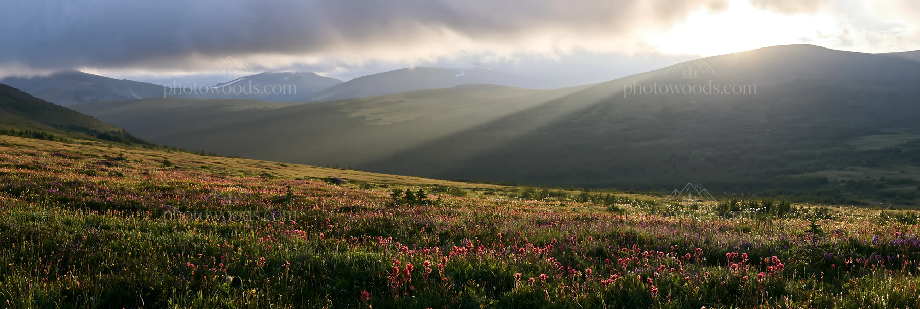 Sunshine Meadows Banff light rays illuminate a flower-filled field - AI-generated stock image