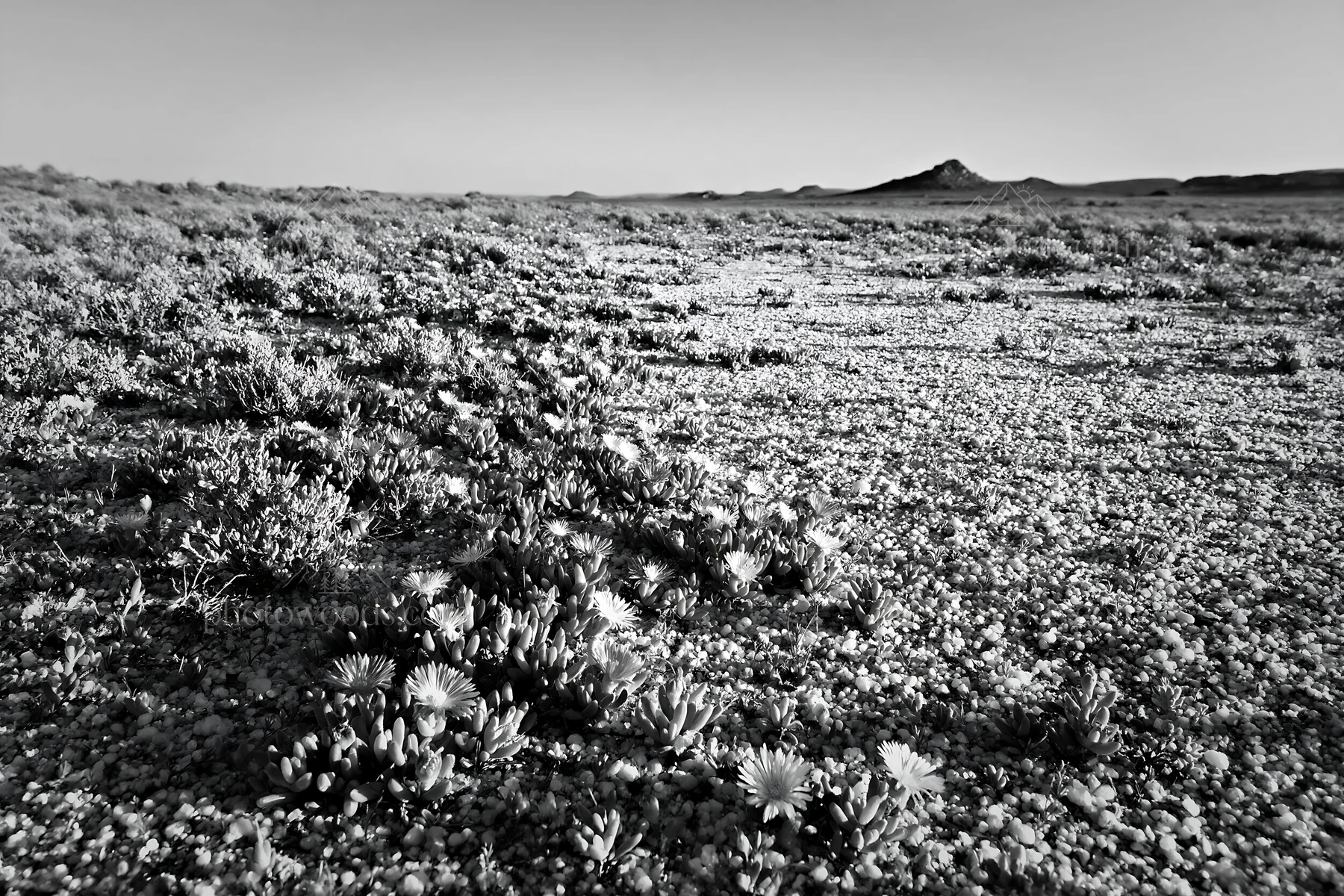 Black and white drought-tolerant meadow with colorful flowers in dry landscape - AI-generated stock image