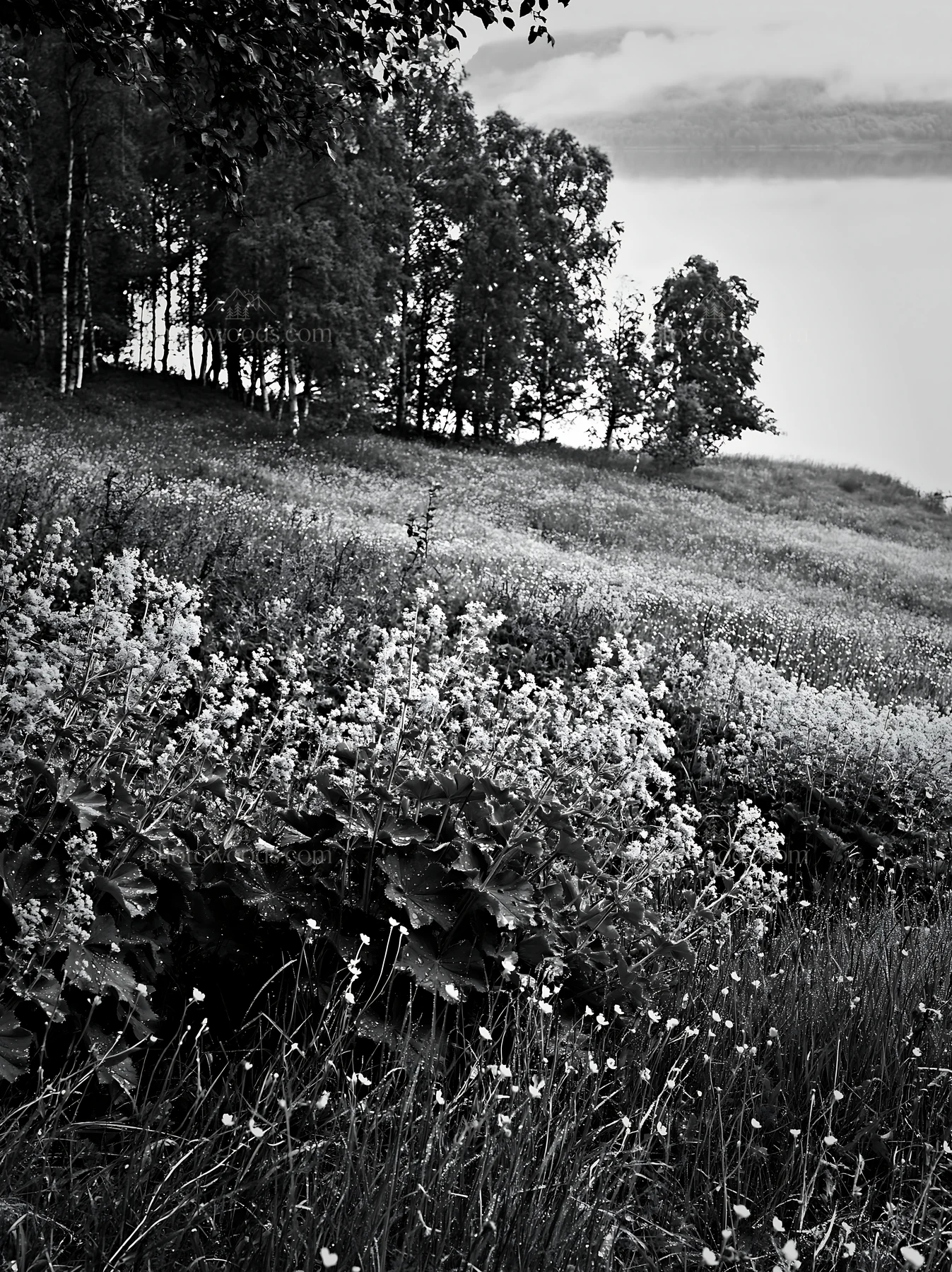 Fjord meadow with flowers and trees near water - AI-generated stock image