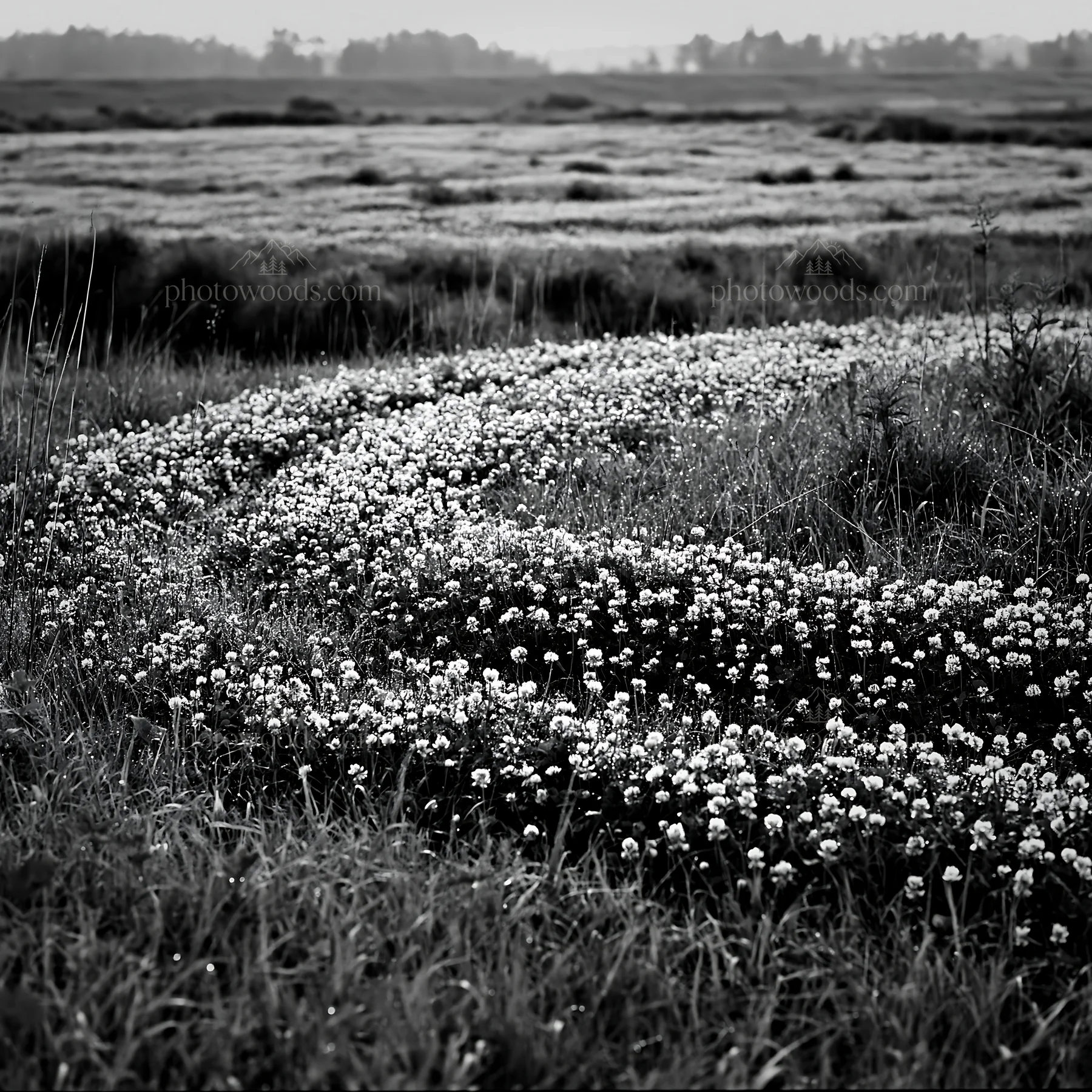 Black and white niigata floodplain restoration meadow dew foreground - AI-generated stock image