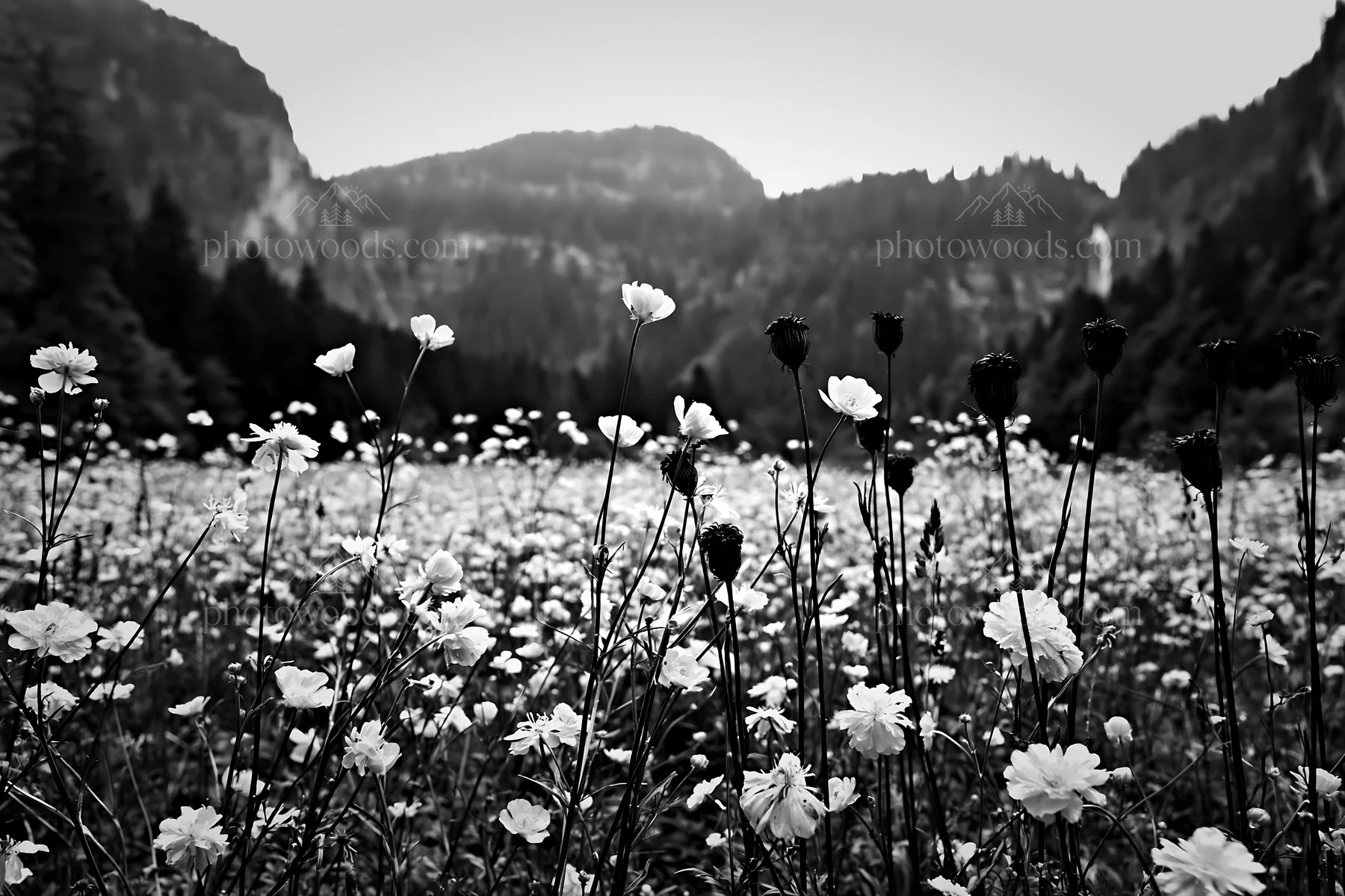 Cascade valley flower meadow with mountains in background - AI-generated stock image