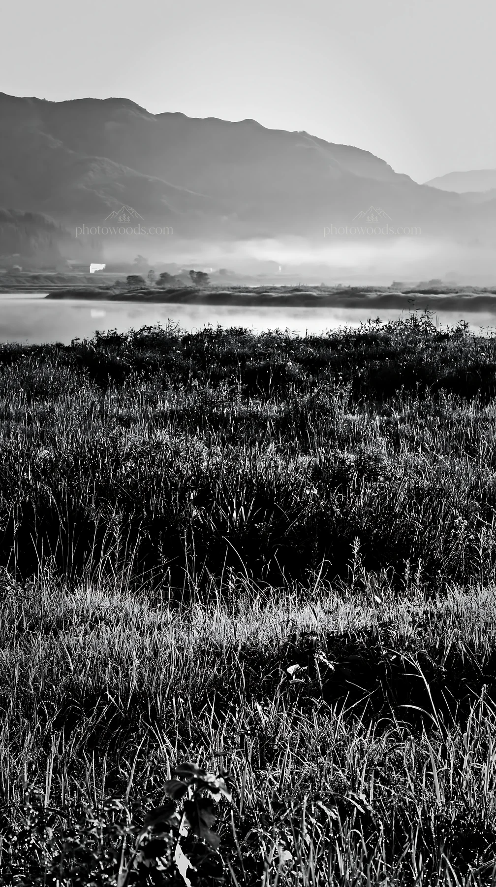 Black and white niigata floodplain restoration meadow dew foreground - AI-generated stock image