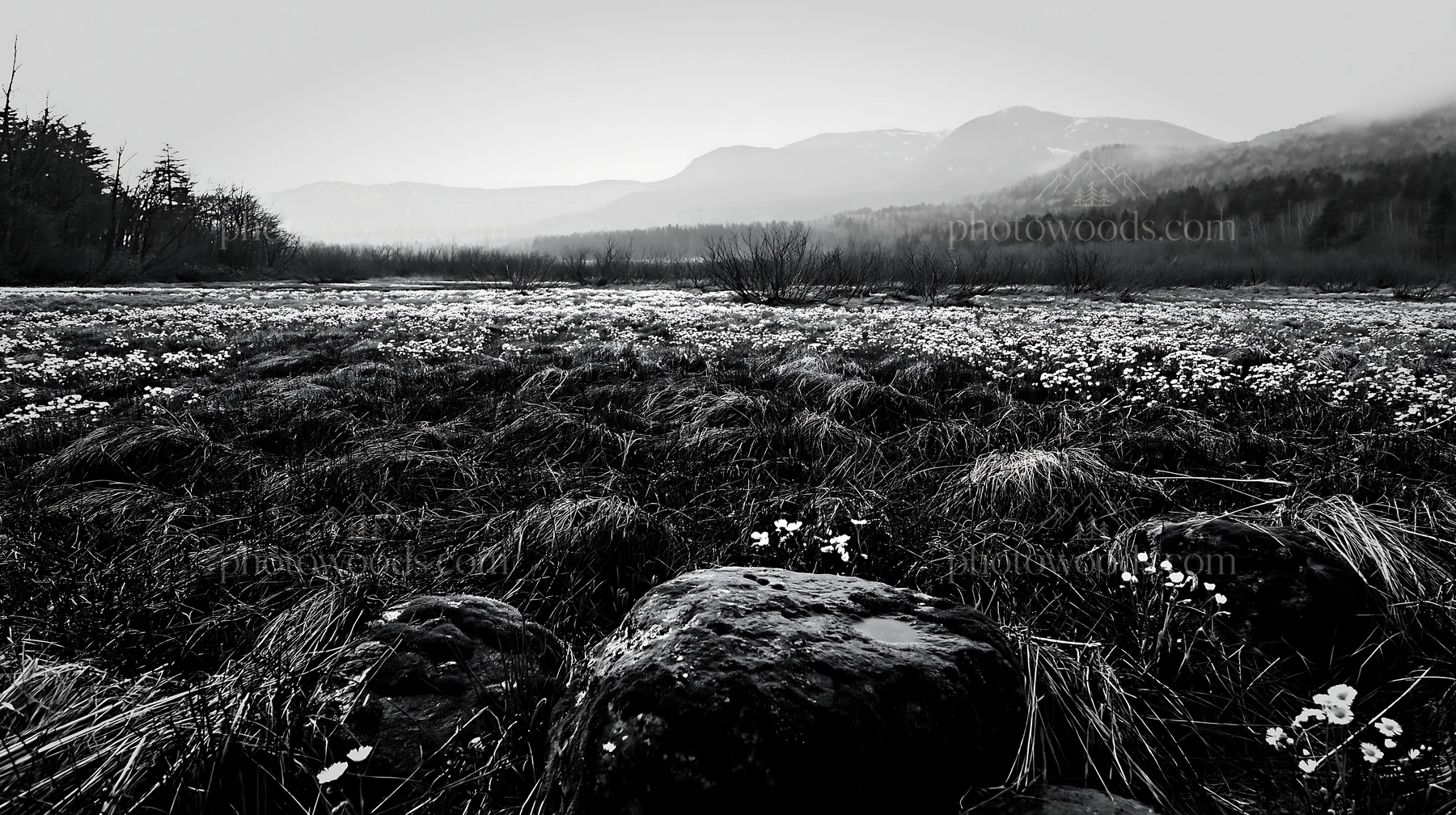 Black and white miyagi spring recovery meadow mossy stone in natural setting - AI-generated stock image