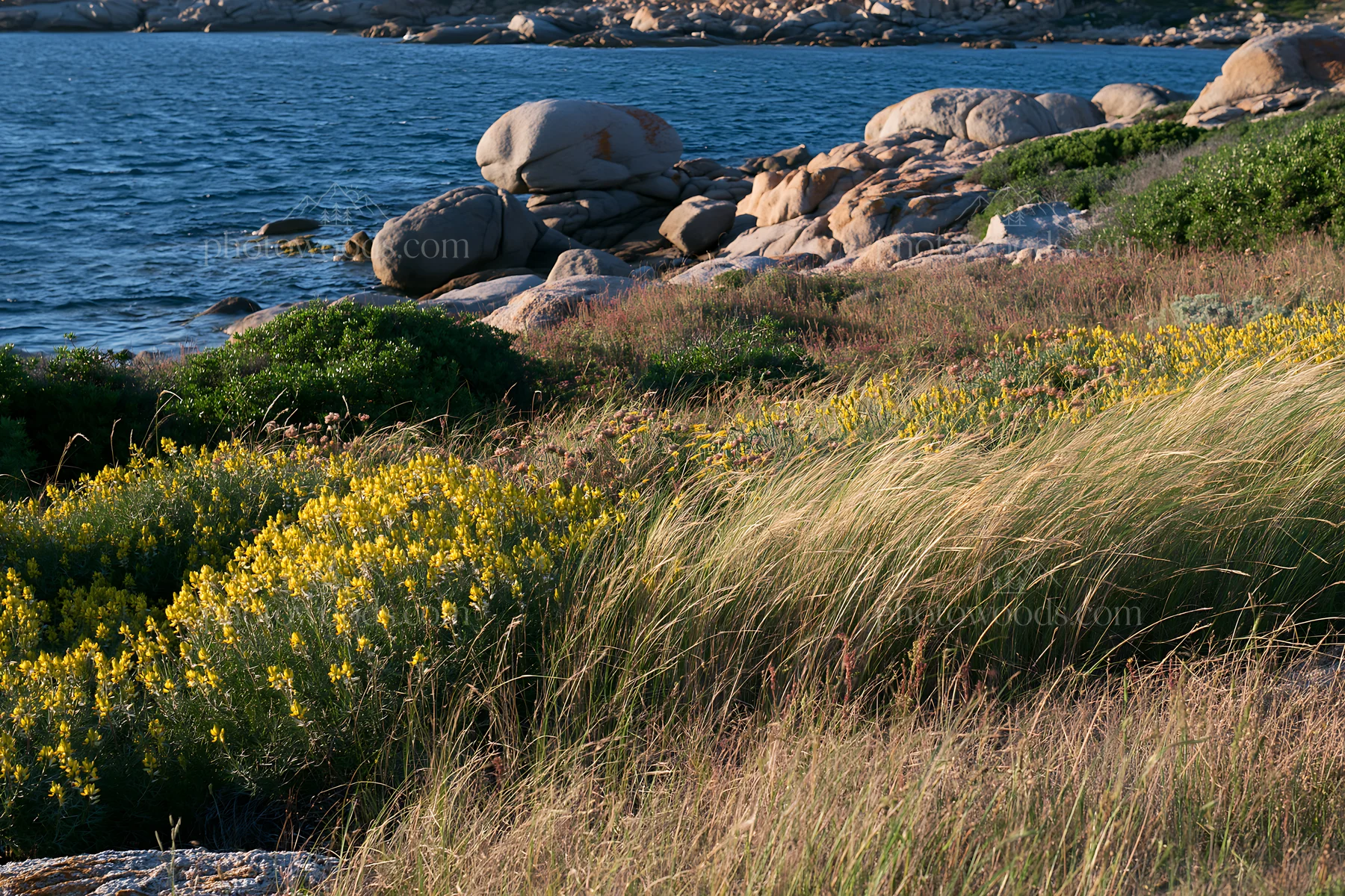 Rocky coast with yellow flowers and grassy meadow - AI-generated stock image