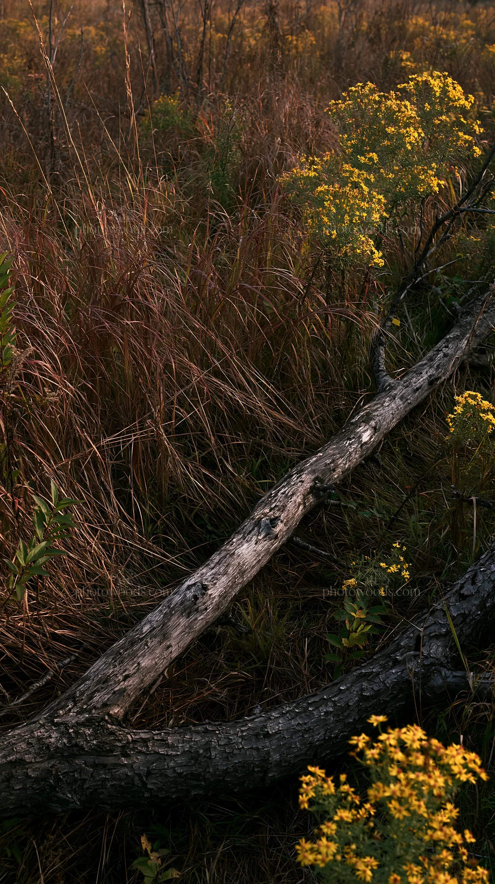Yamagata rewilded meadow fallen branch in foreground - AI-generated stock image