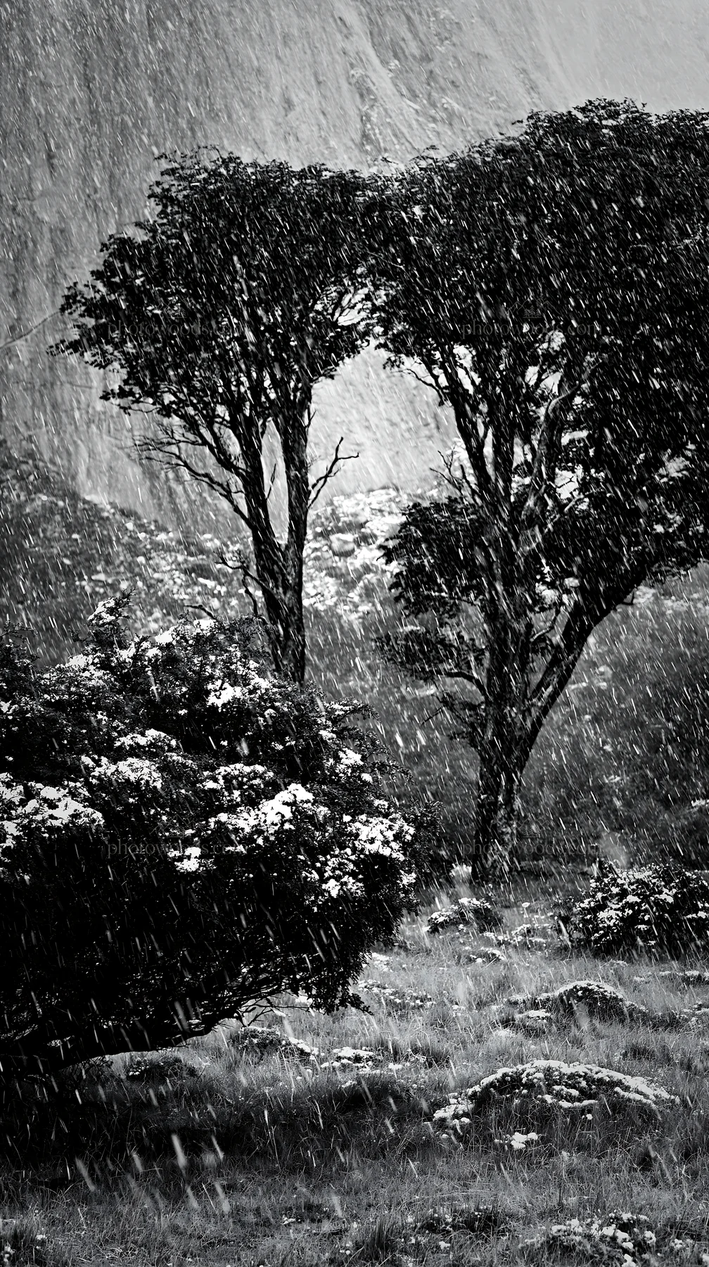 Snow falling in Torres del Paine meadow with trees - AI-generated stock image