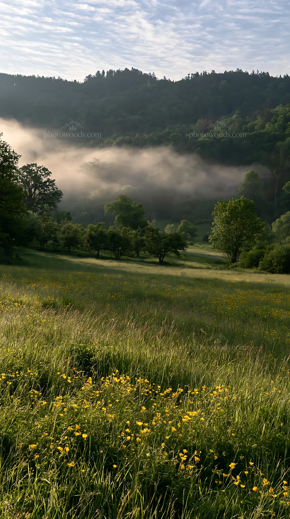 Valley apple meadow with trees and foggy background - AI-generated stock image