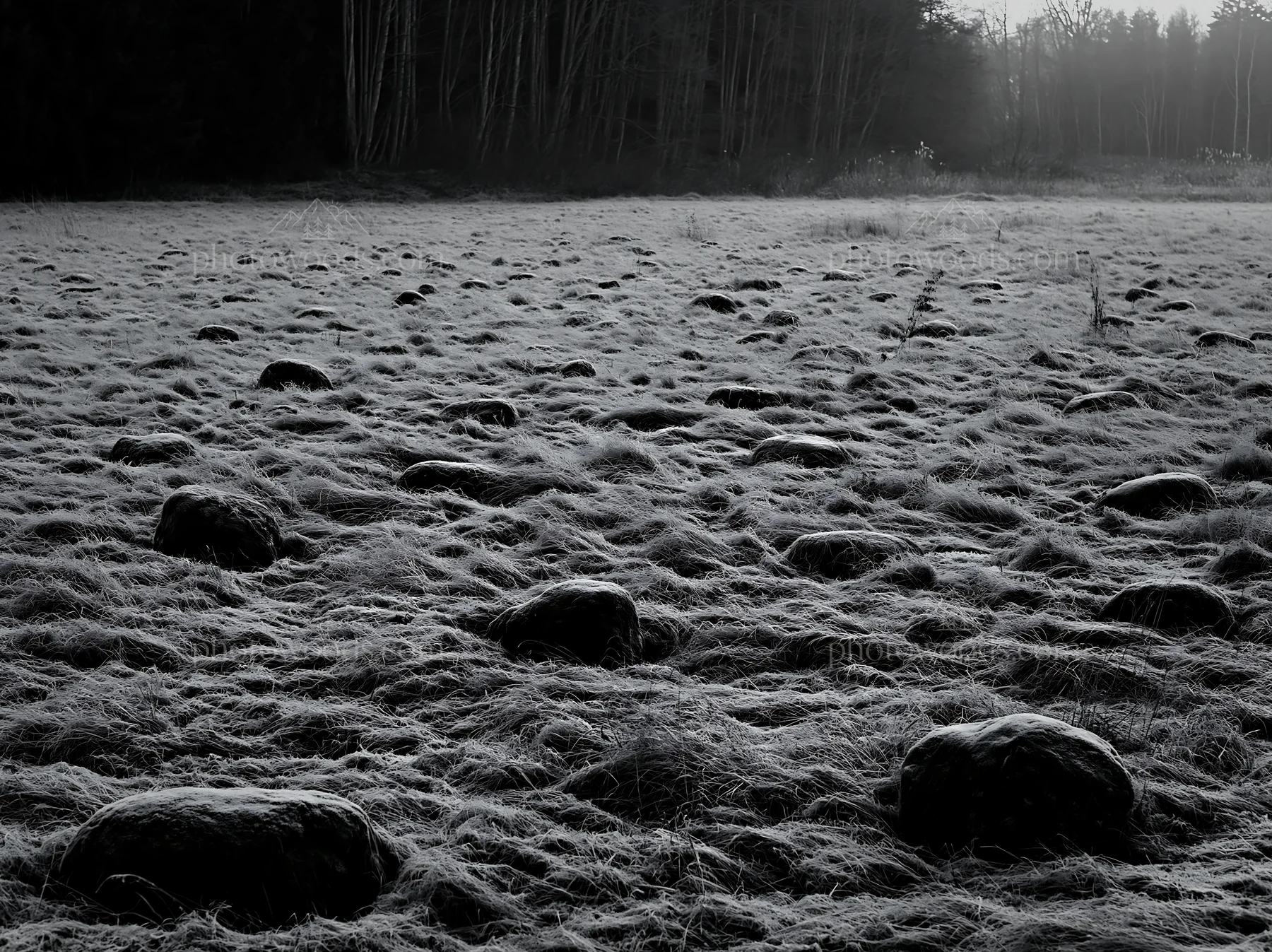 Rewilded Akita grass meadow with stones at dawn - AI-generated stock image