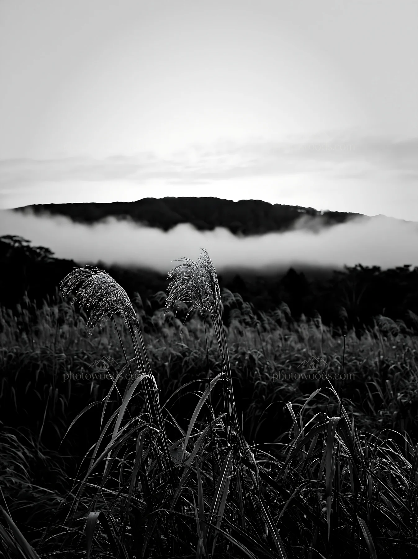 Iwate rain refreshed meadow with seedhead in foreground - AI-generated stock image