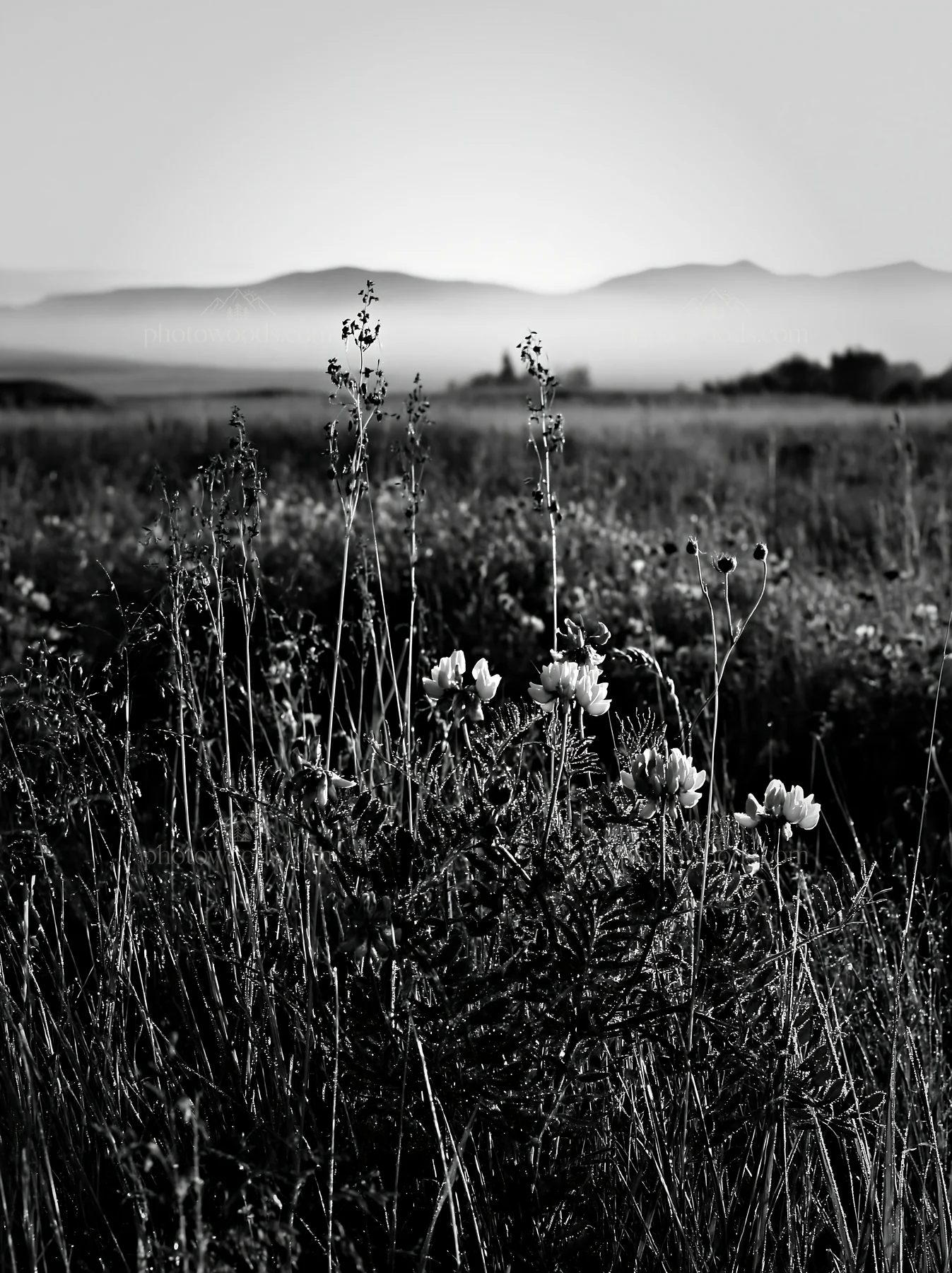 Saga floodplain meadow with reeds in foreground - AI-generated stock image