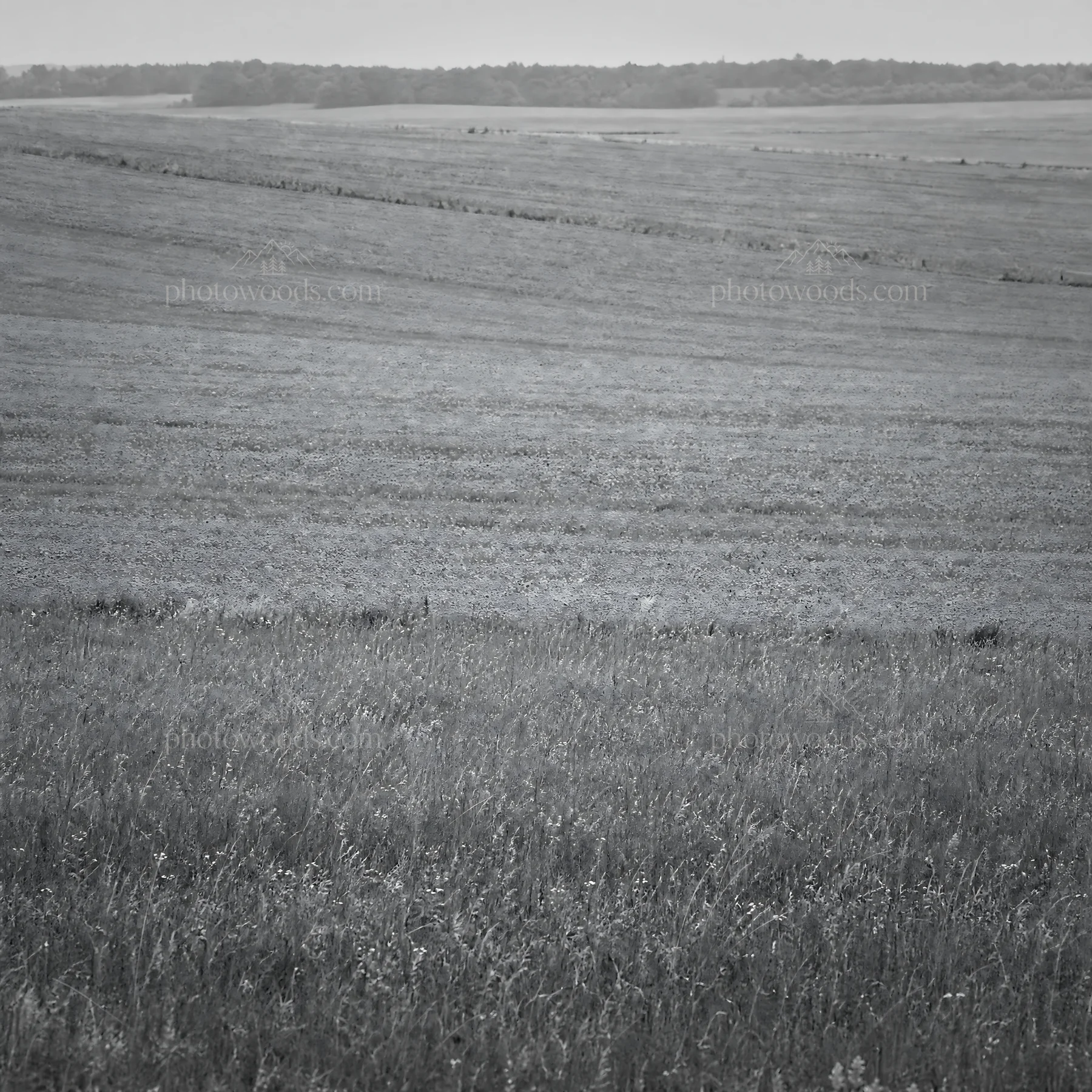 Black and white poppy flax meadow with colorful flowers in a rural setting - AI-generated stock image