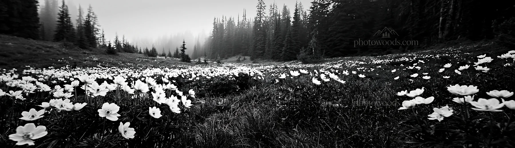 Black and white misty forest meadow with flowers and trees in the background - AI-generated stock image