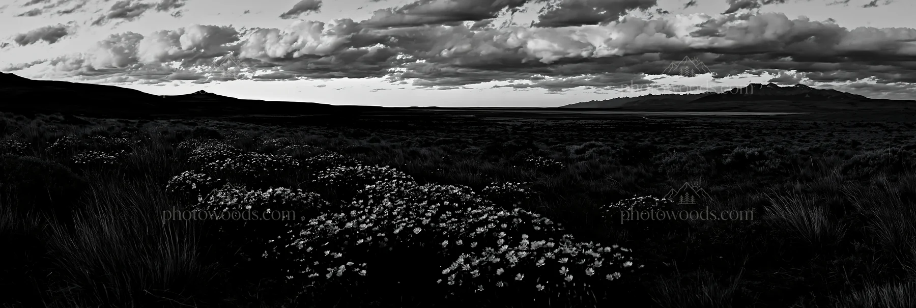 Black and white climate-resilient meadow with flowers and mountains at sunset - AI-generated stock image