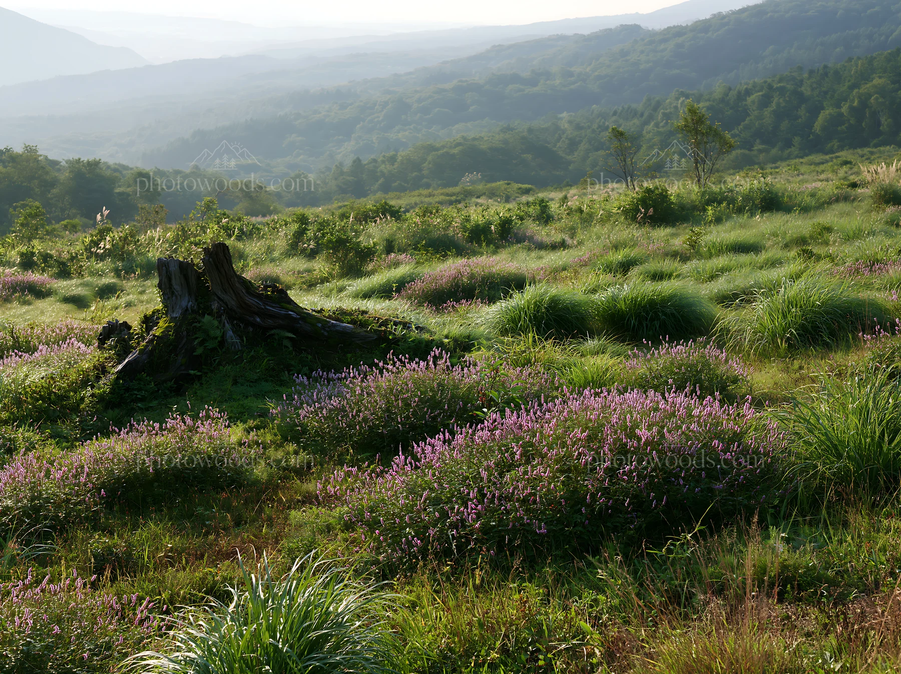 Fukushima native meadow with weathered stump and purple flowers - AI-generated stock image