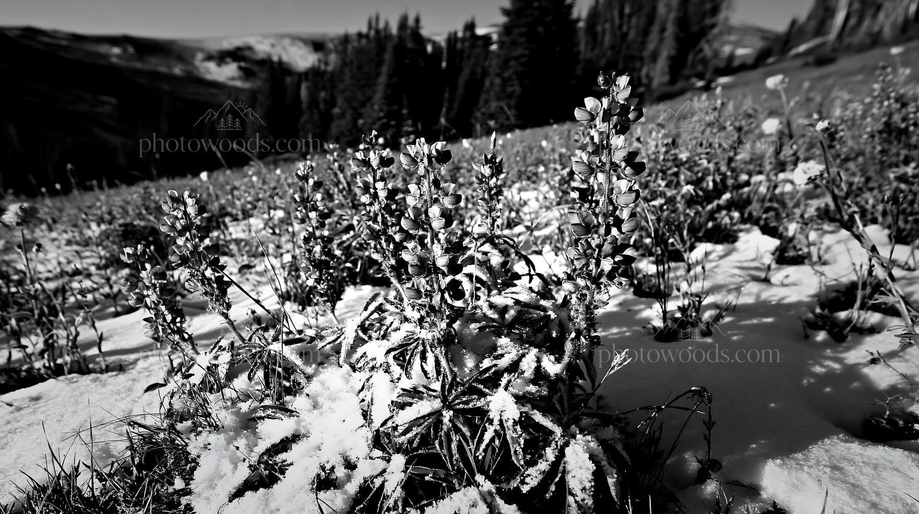 Snow-covered meadow in Rocky Mountain Park with wildflowers - AI-generated stock image