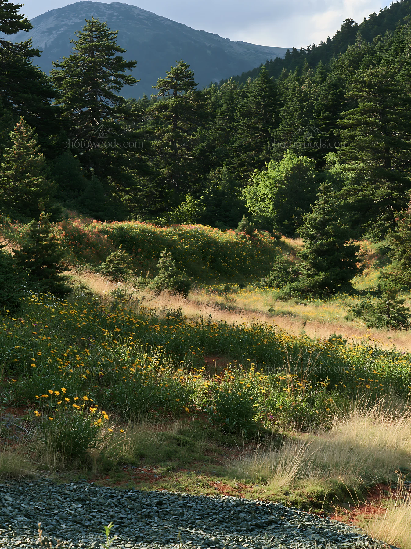 Regenerative meadow with wildflowers and trees in a natural setting - AI-generated stock image