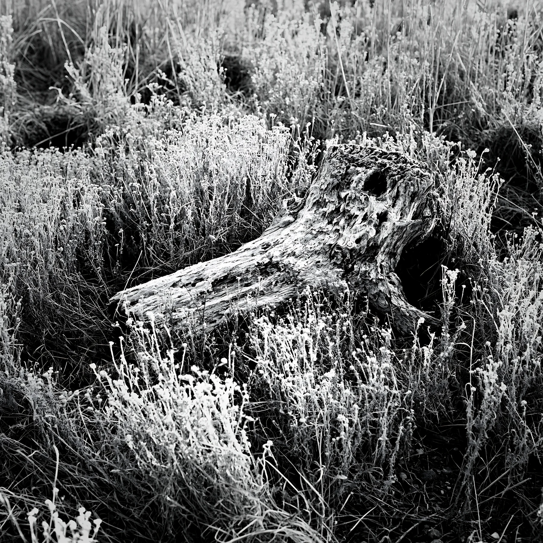 Black and white fukushima native meadow with weathered stump - AI-generated stock image