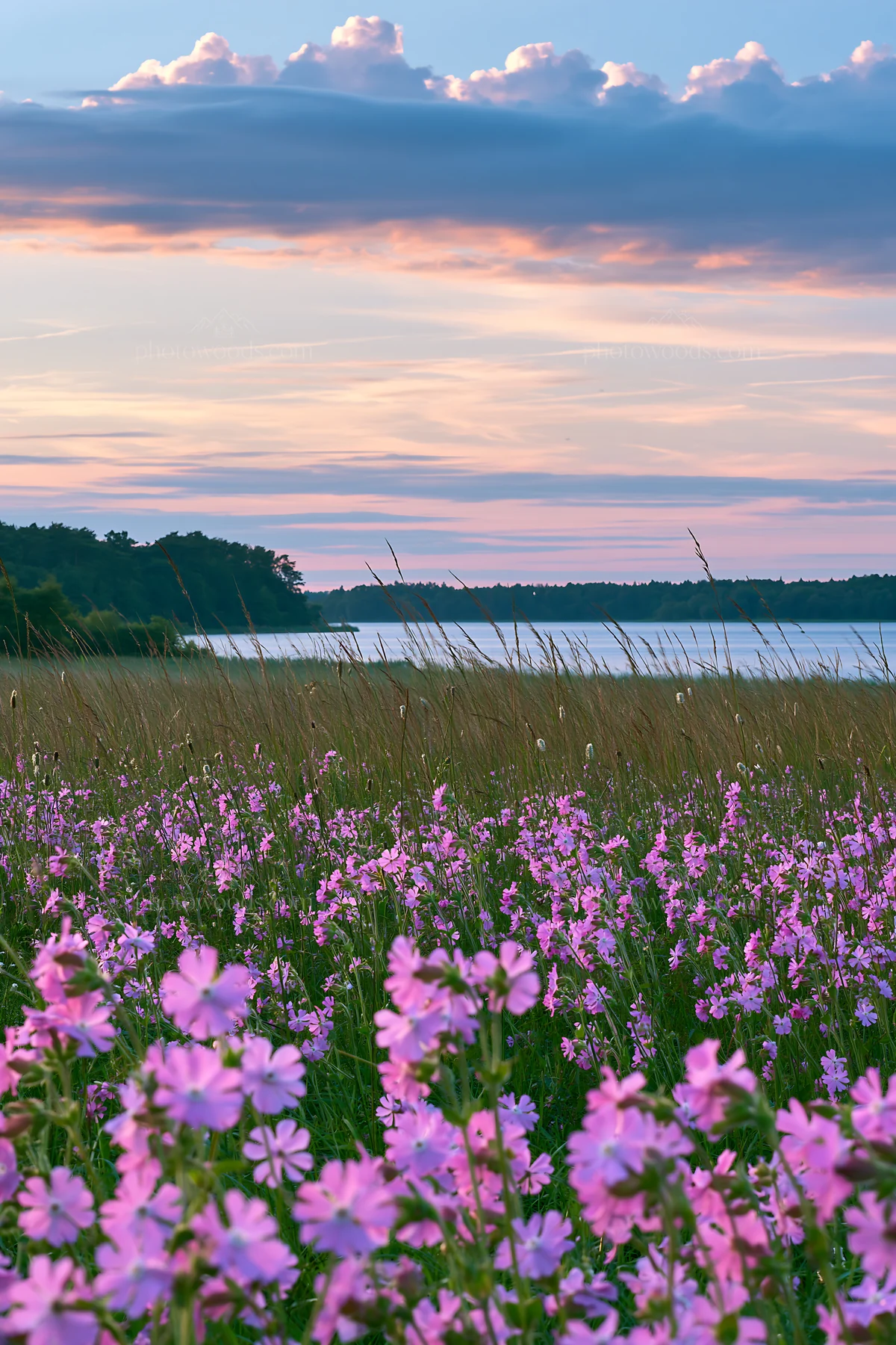 German lakeside meadow with flowers at sunset - AI-generated stock image