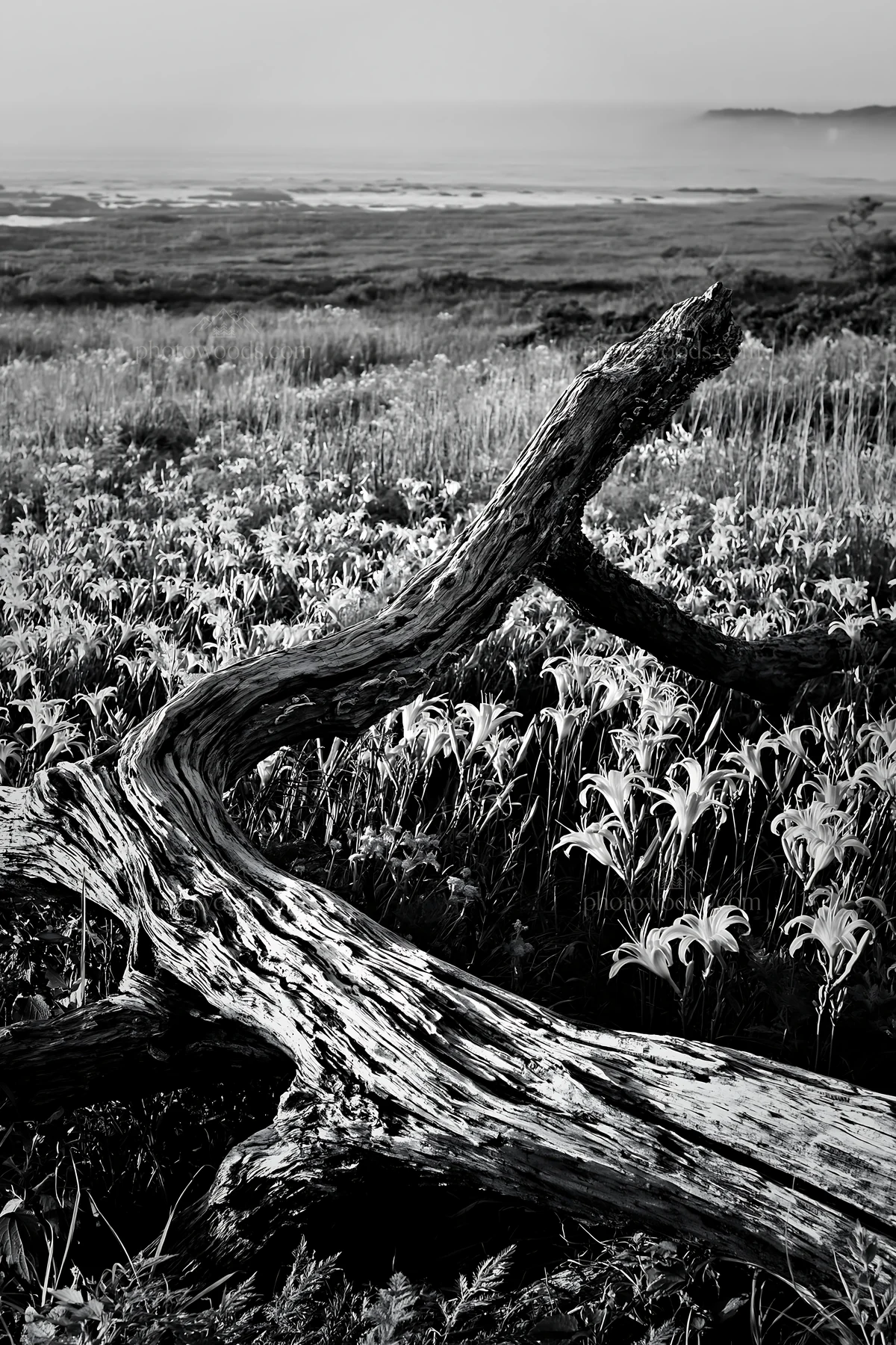 Black and white chiba coastal climate meadow with driftwood and flowers - AI-generated stock image
