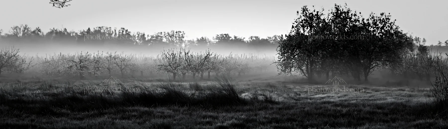 Spring orchard meadow in foggy morning light - AI-generated stock image