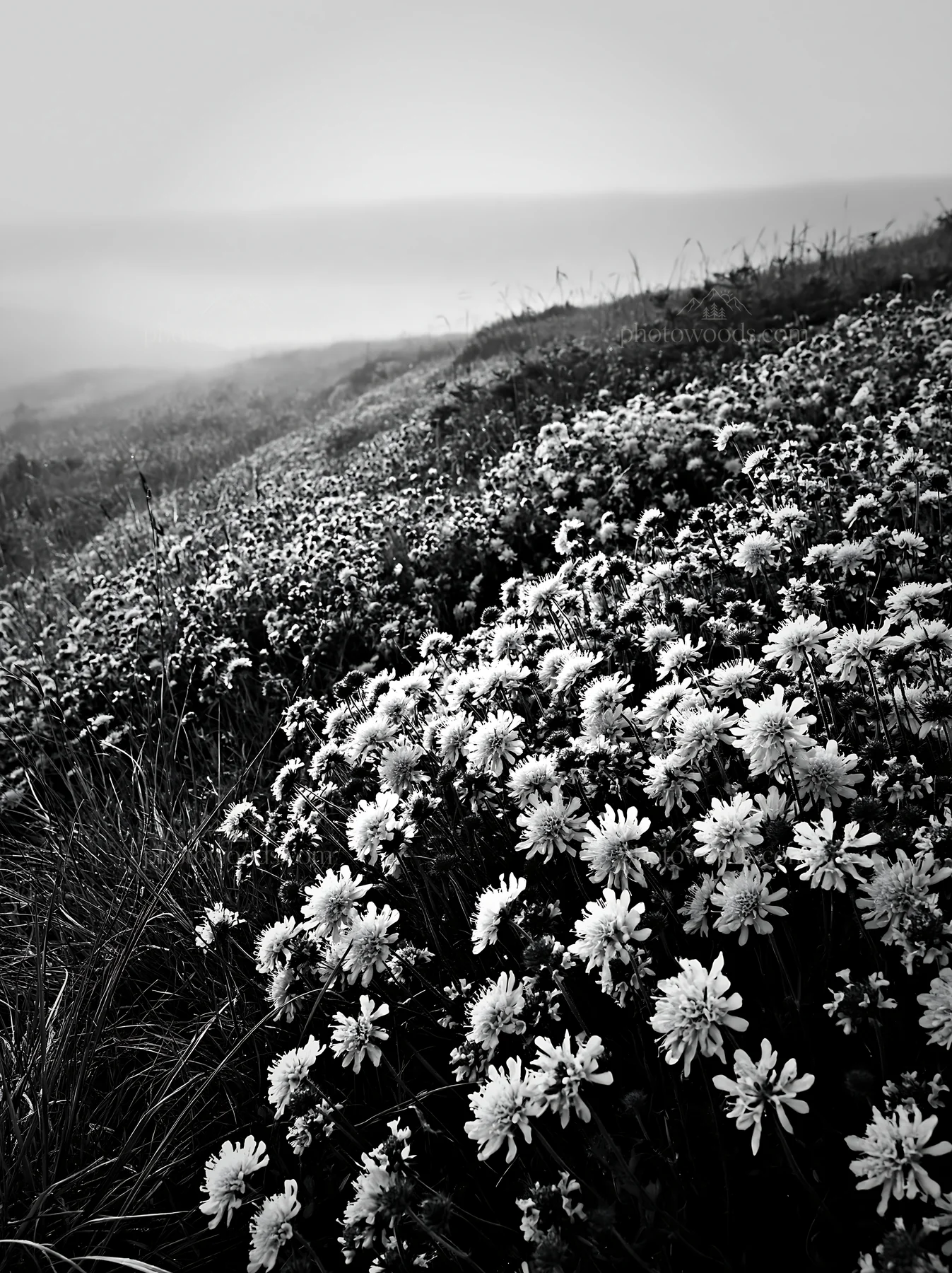 Cloudy calcareous grassland meadow with natural copy space - AI-generated stock image