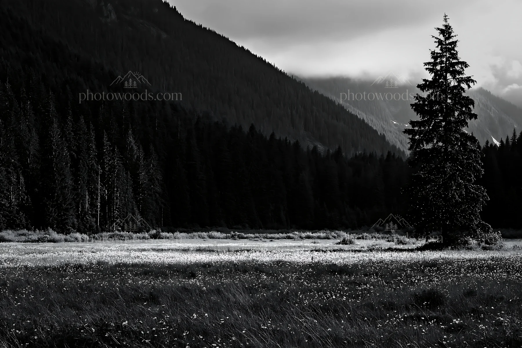 Christmas tree in snowy mountain valley meadow - AI-generated stock image