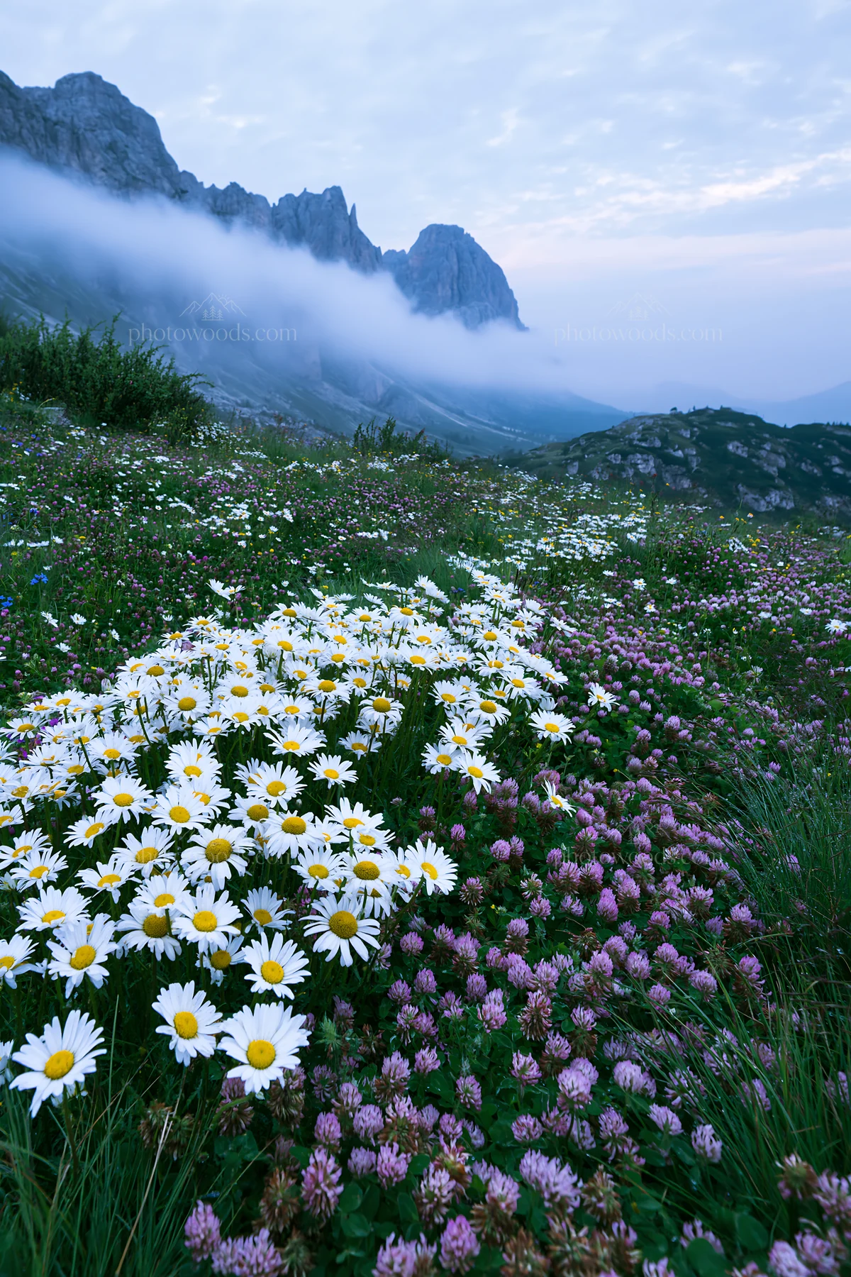 Colorful daisy meadow with mountains and fog in the background - AI-generated stock image