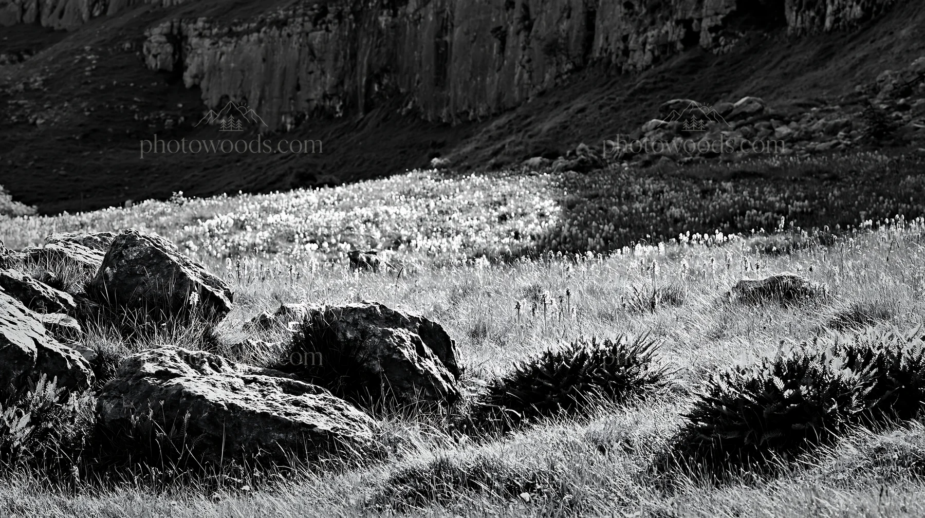 Biodiverse meadow with rocky terrain and varied plant life - AI-generated stock image