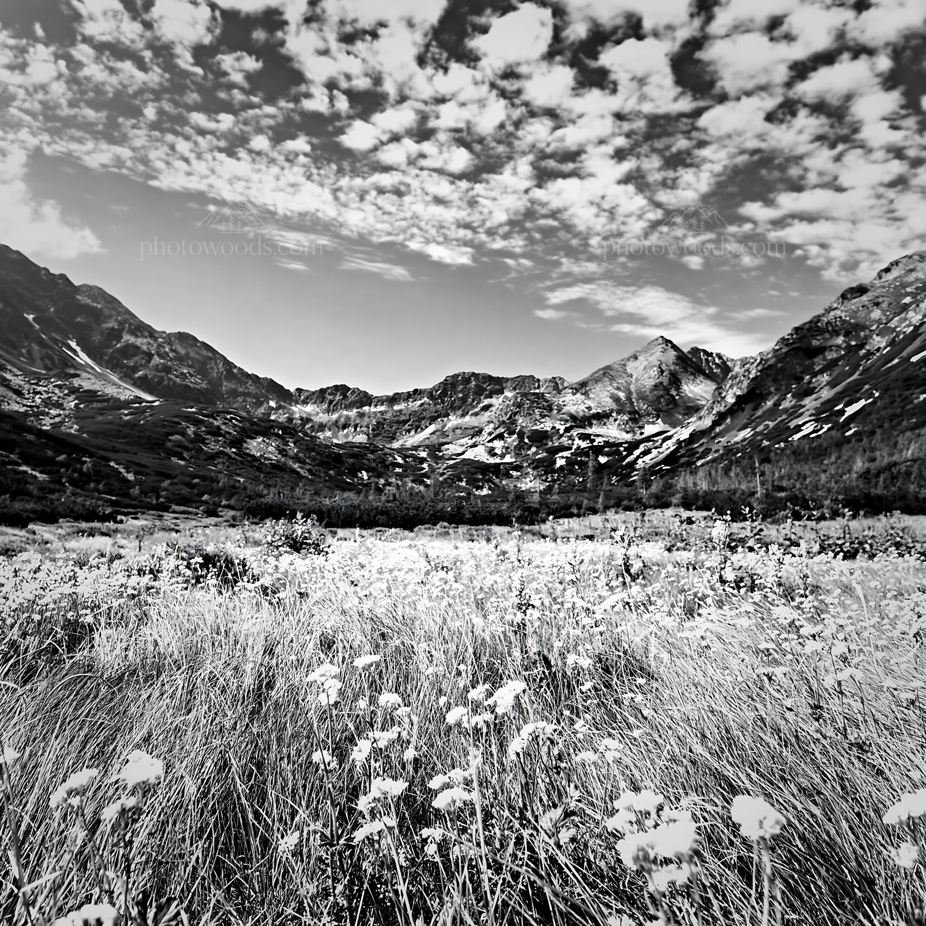 Mountain pass meadow with flowers and rocky landscape - AI-generated stock image