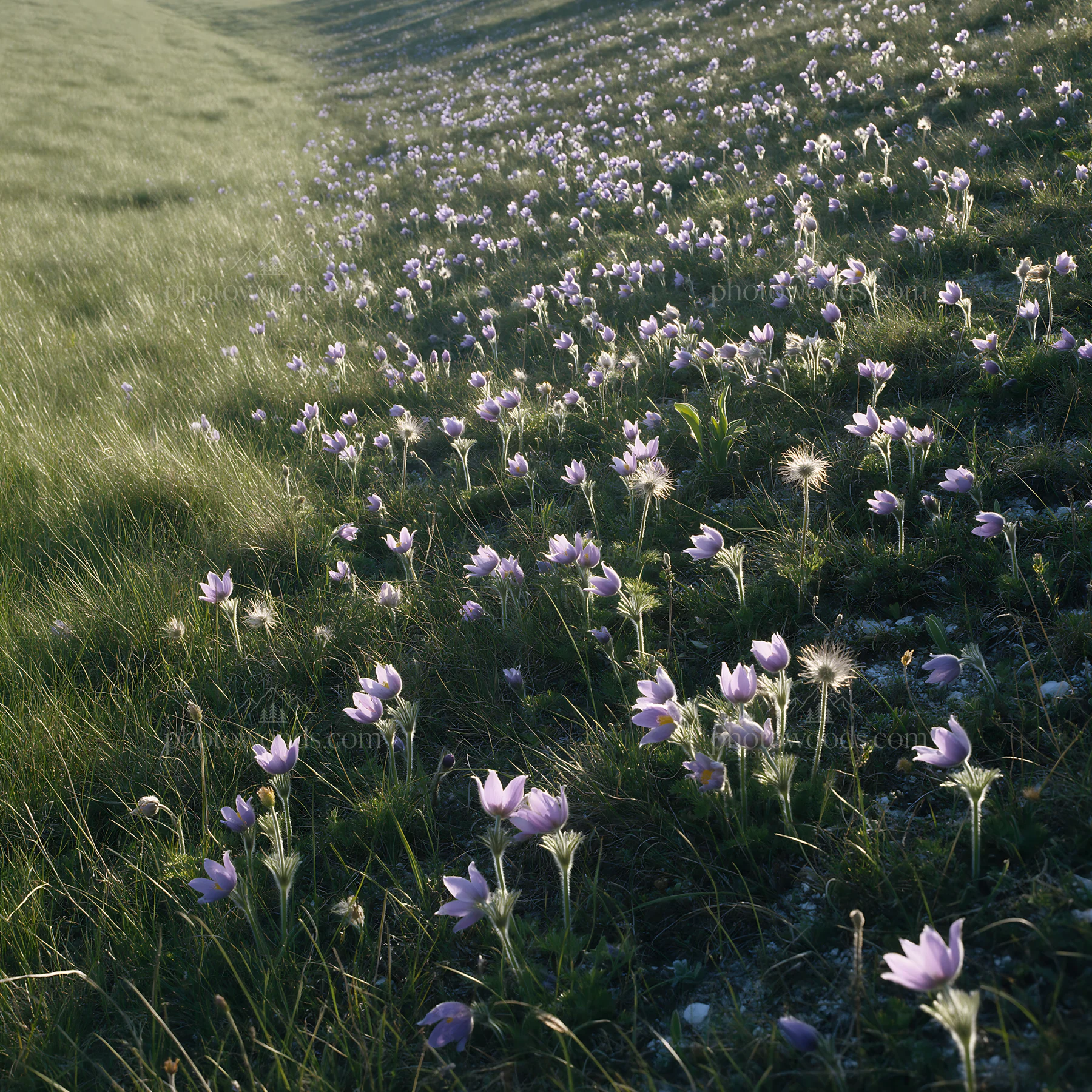 Sunny chalk meadow with flowers in the countryside - AI-generated stock image