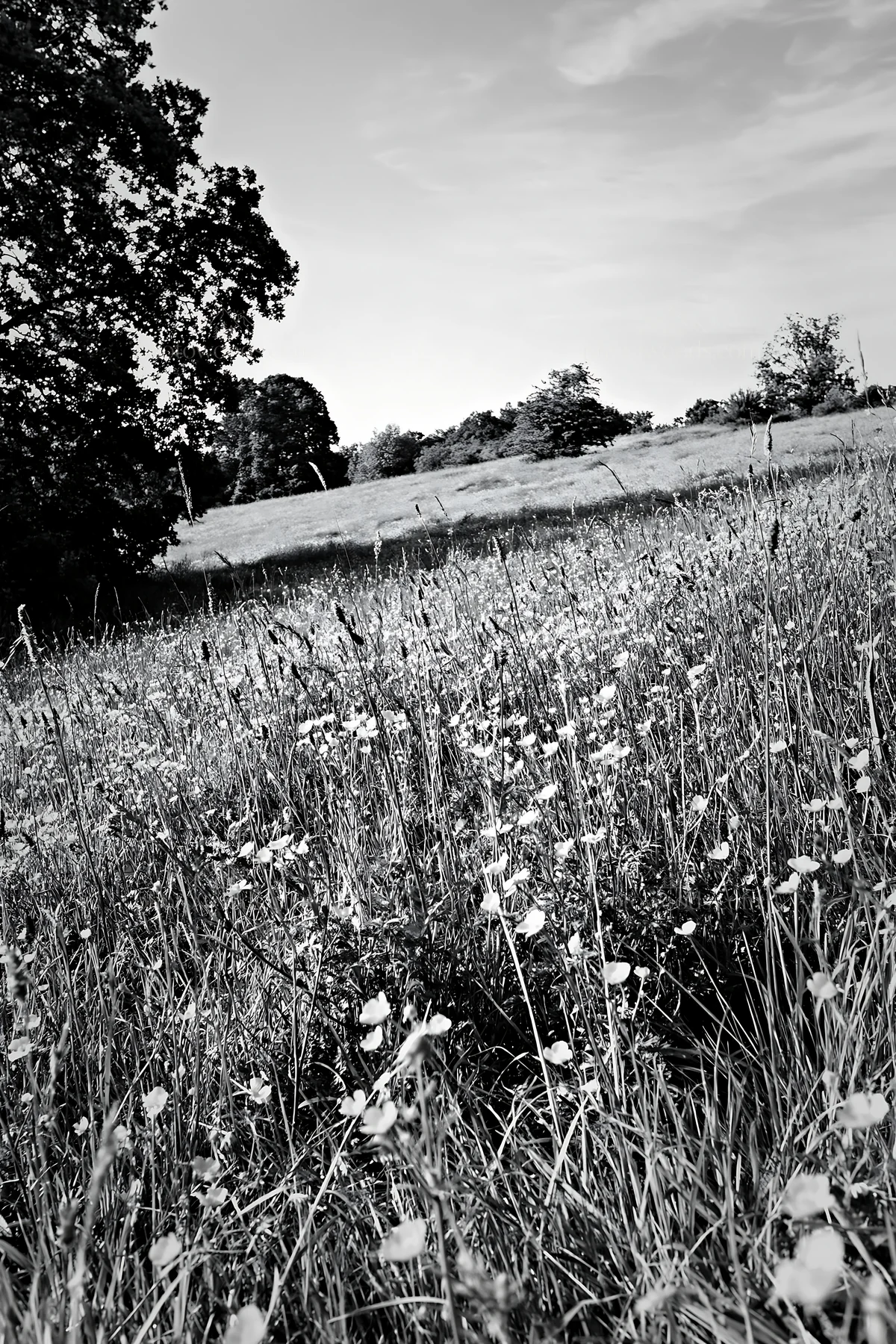 Sunlit woodland edge with flower meadow in black and white - AI-generated stock image
