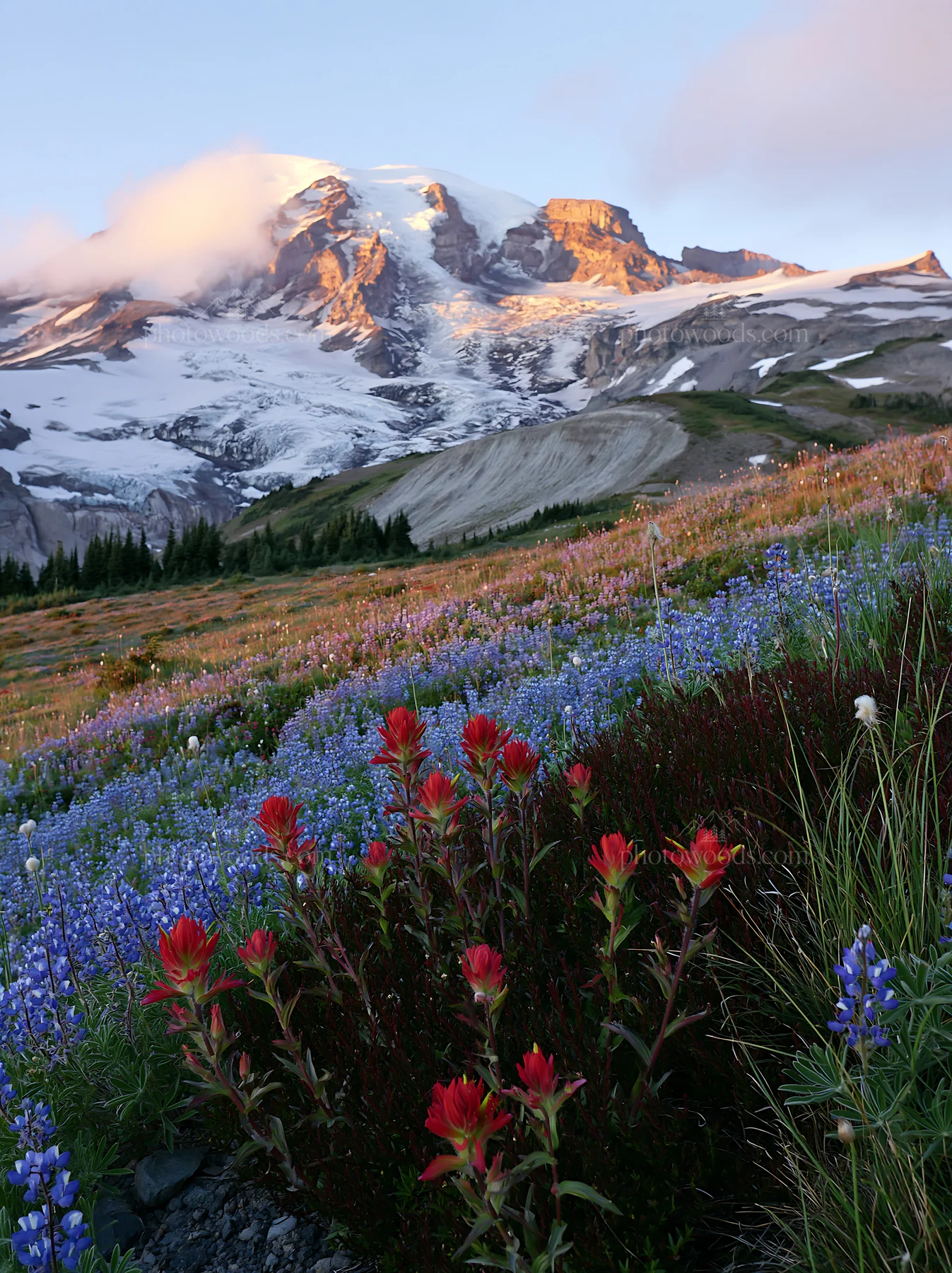 Mount Rainier meadow with paintbrush and lupine flowers - AI-generated stock image