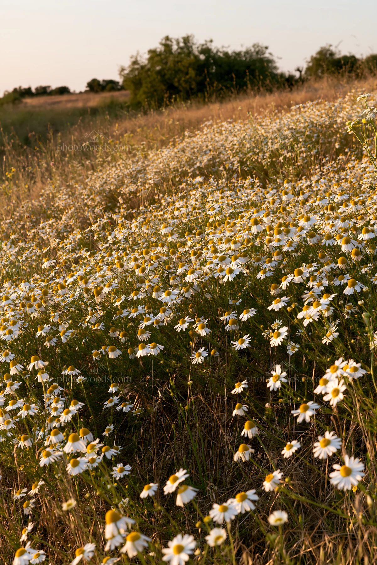 Chamomile meadow for wellness campaign - AI-generated stock image