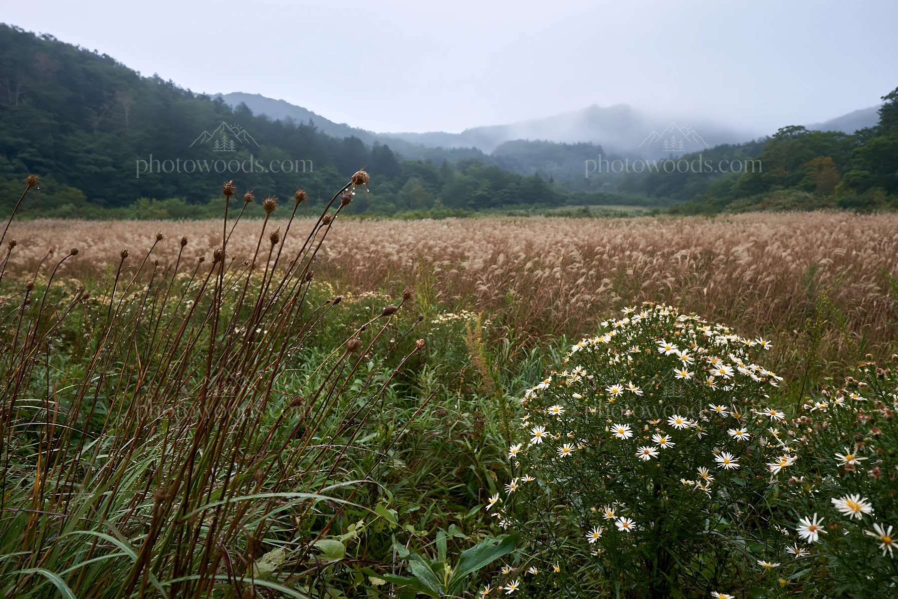 Iwate rain refreshed meadow seedhead foreground - AI-generated stock image