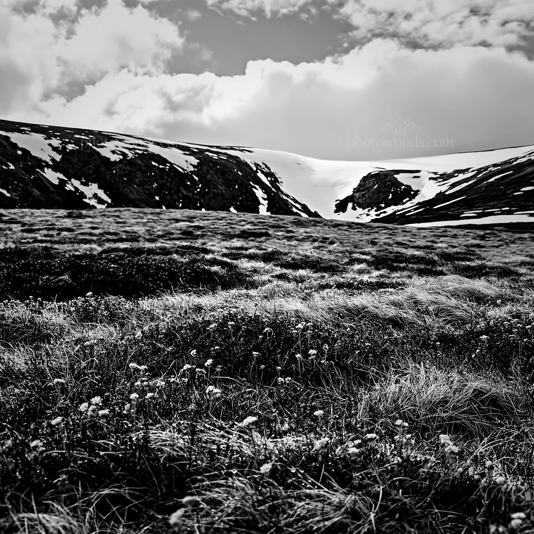 Snowline meadow with grass and snow-capped mountains - AI-generated stock image