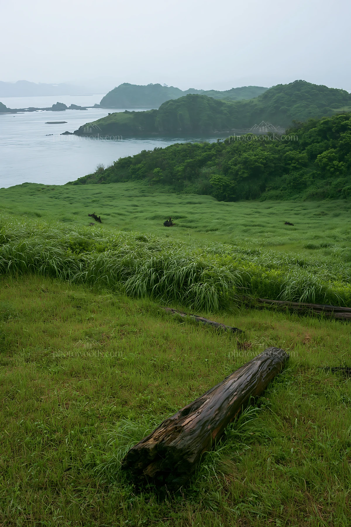 Nagasaki coastal meadow driftwood foreground mood - AI-generated stock image