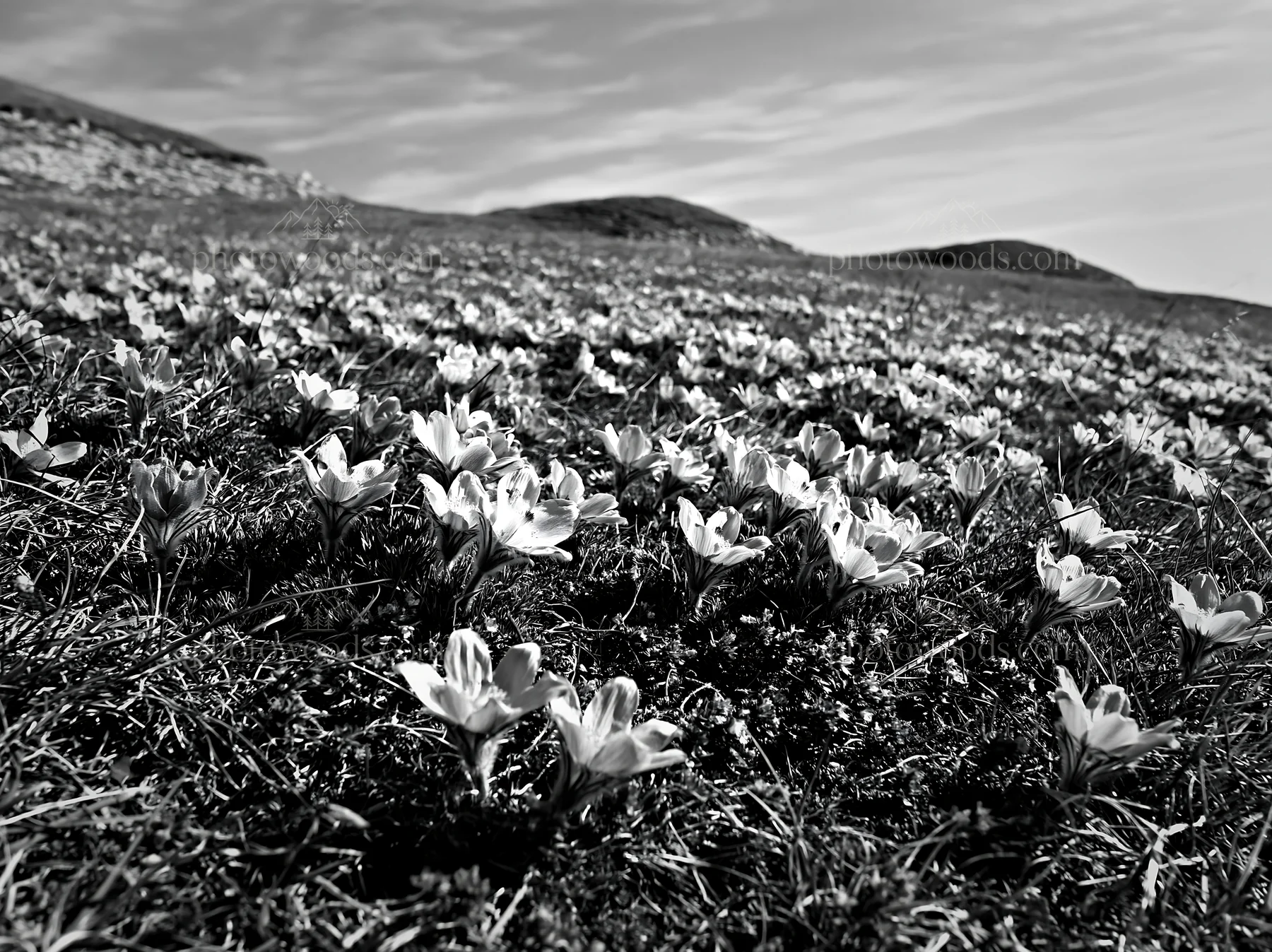 Sunny chalk slope meadow with blooming flowers - AI-generated stock image