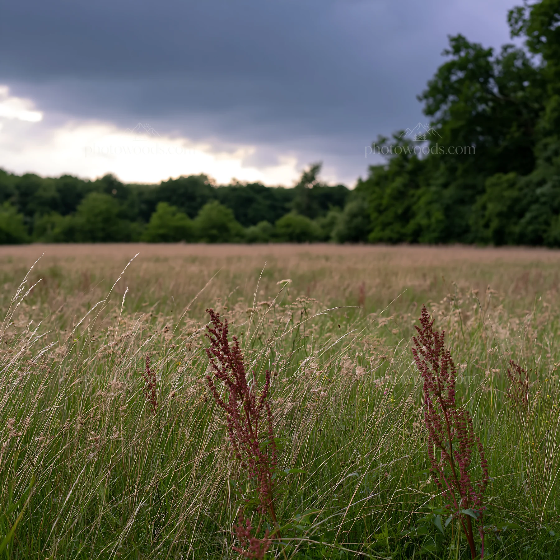 Meadow with seedheads under cloudy sky - AI-generated stock image