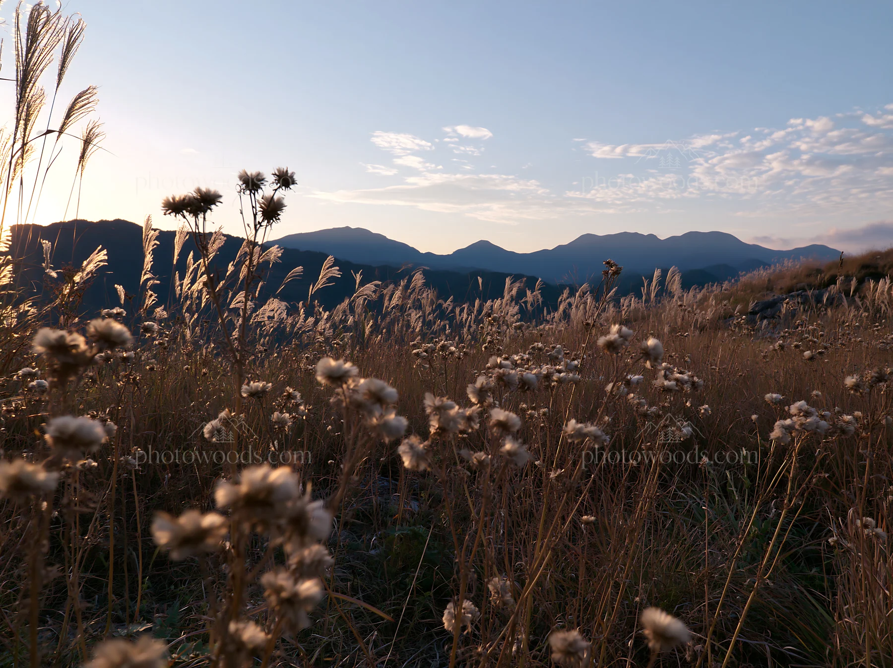 Ehime twilight meadow with dry seedheads in golden light - AI-generated stock image