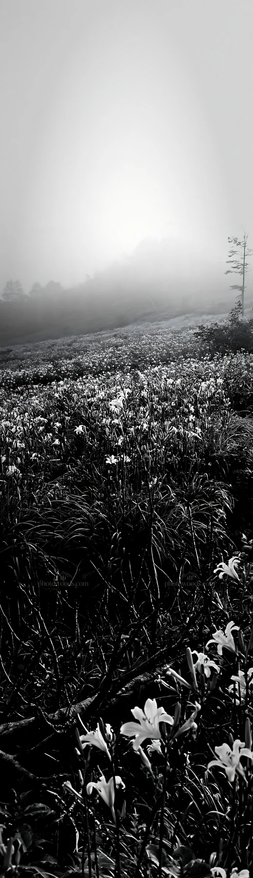 Yamagata rewilded meadow with fallen branch in the foreground - AI-generated stock image