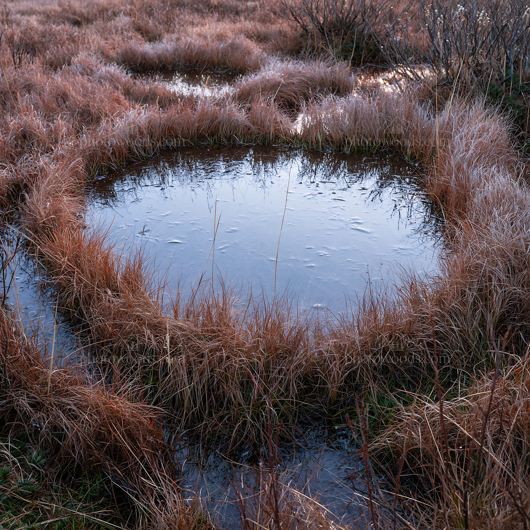 Akita snowmelt meadow with silver grasses shows water and plants - AI-generated stock image